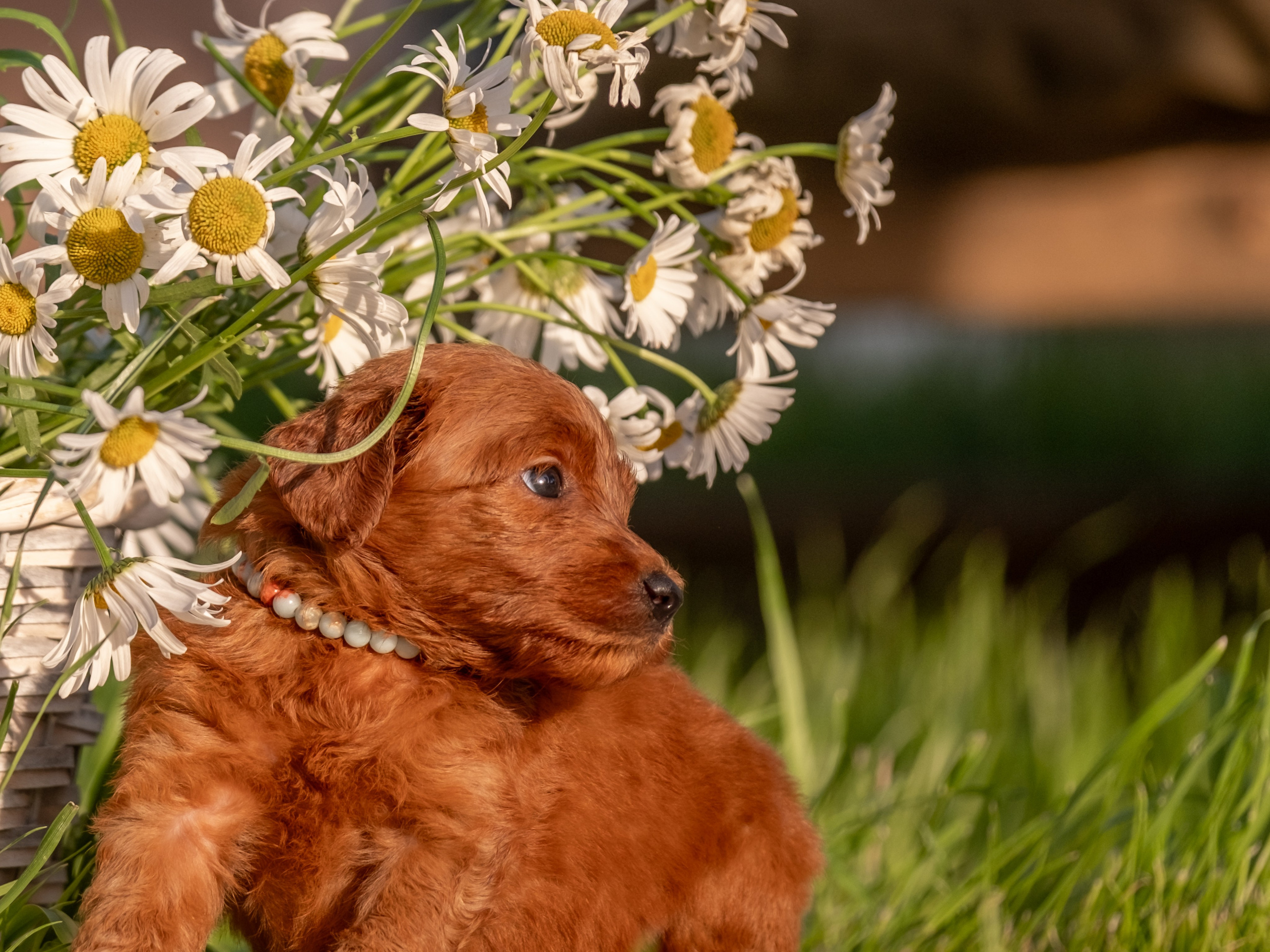 Неповторимые лабрадудли для Елены). Зоофотограф, фотограф животных в Москве и области Дина Дамоцева