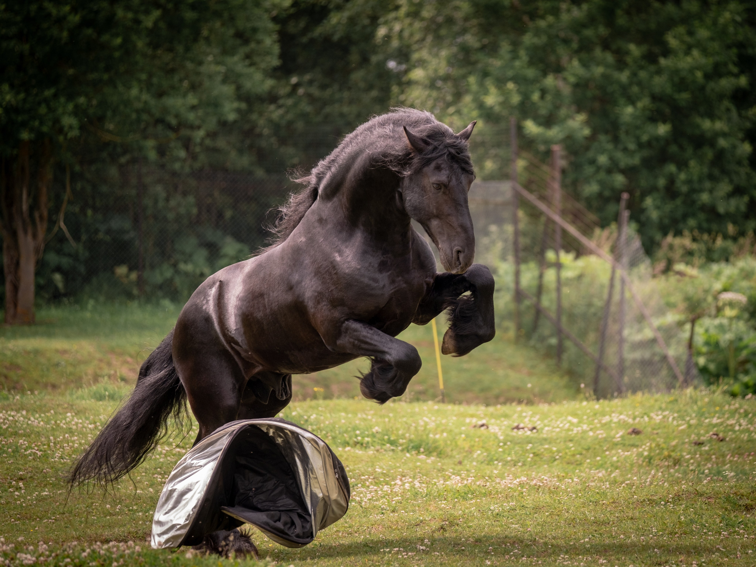 Жеребец фризской породы