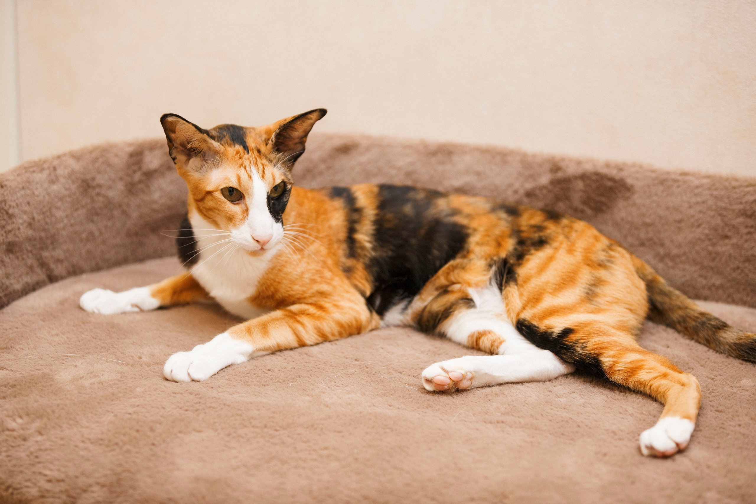 Дома. Photographer in Montenegro Tatiana Talaeva