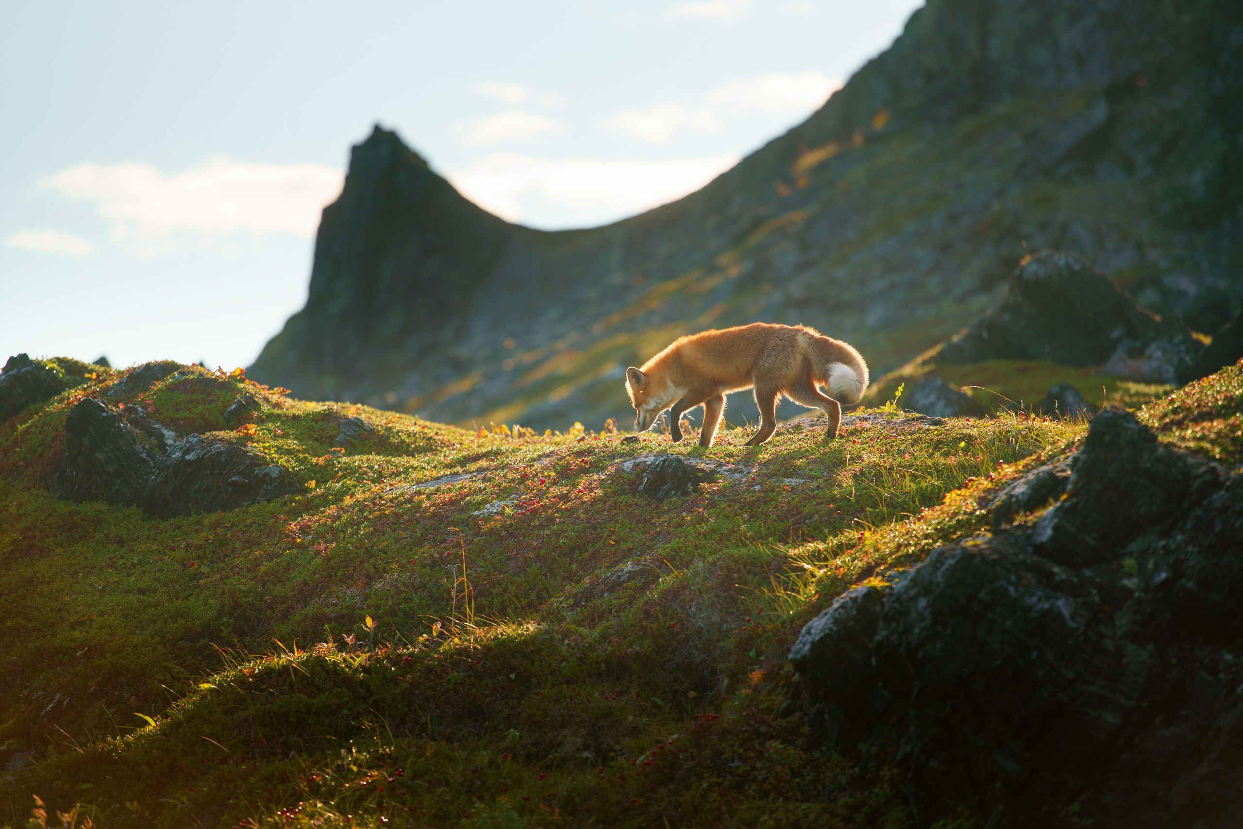 Кольский. Карелия. Фотограф в Красноярске Нерозя Александр. Пейзаж, природа, портрет