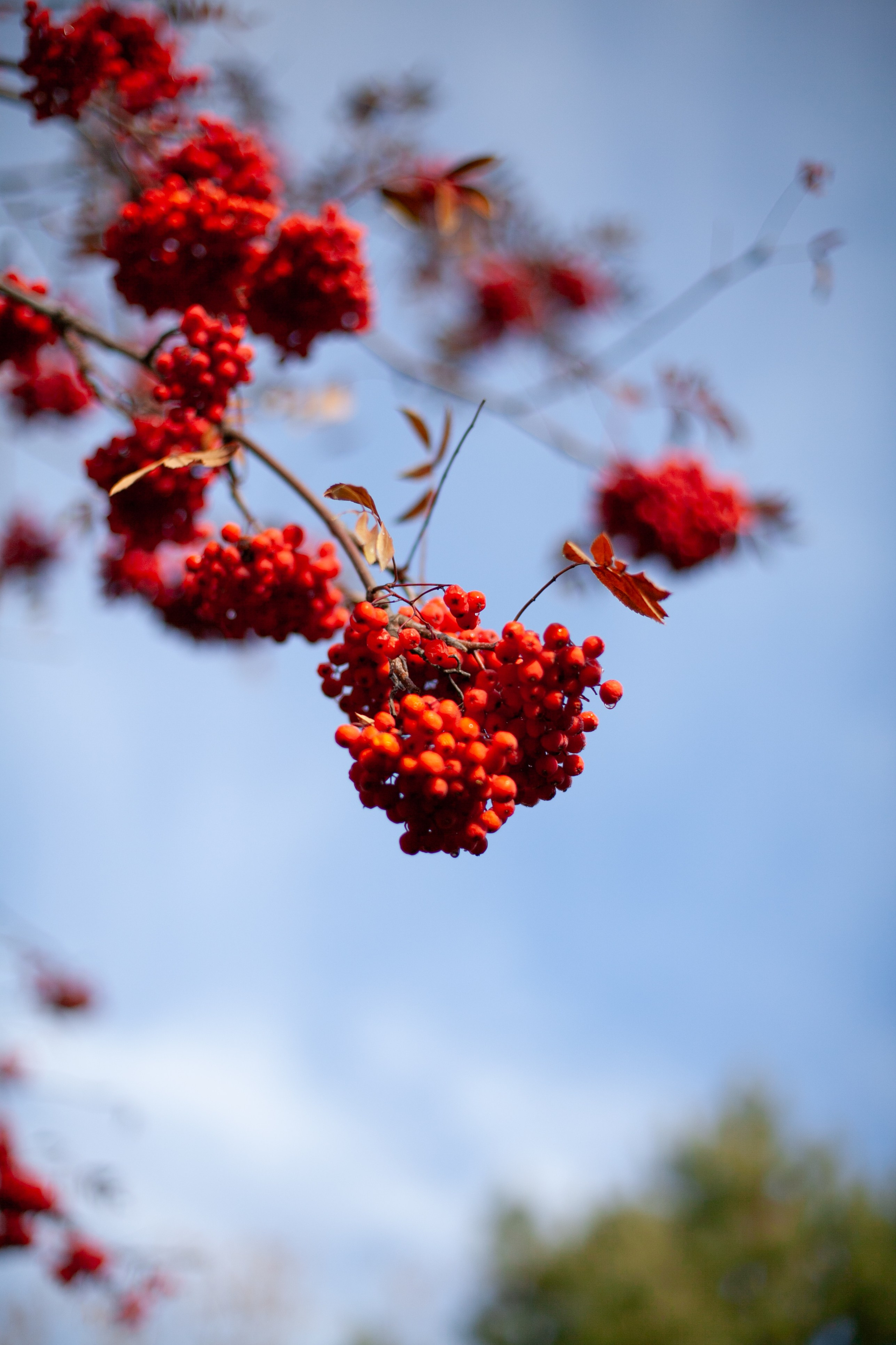 Сады Мечты. Контент для сайта. Фотограф Дарья Локотко в Красноярске