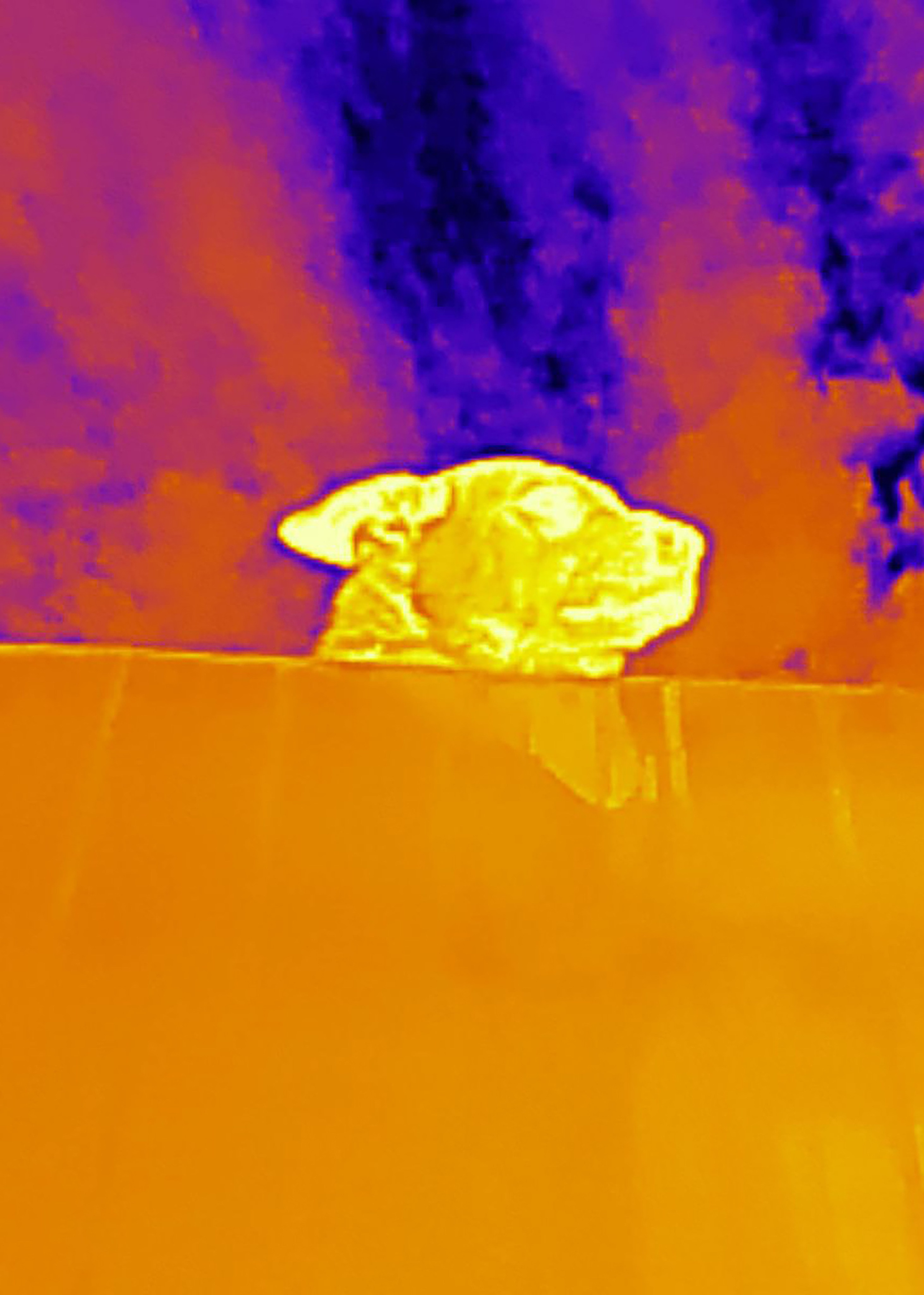 Если б я была удавом / If I were a boa constrictor. Visual artist Olga Burmistrova