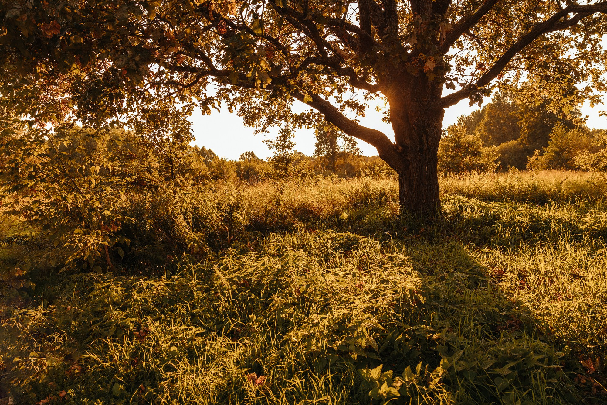 Жуковы. Главная