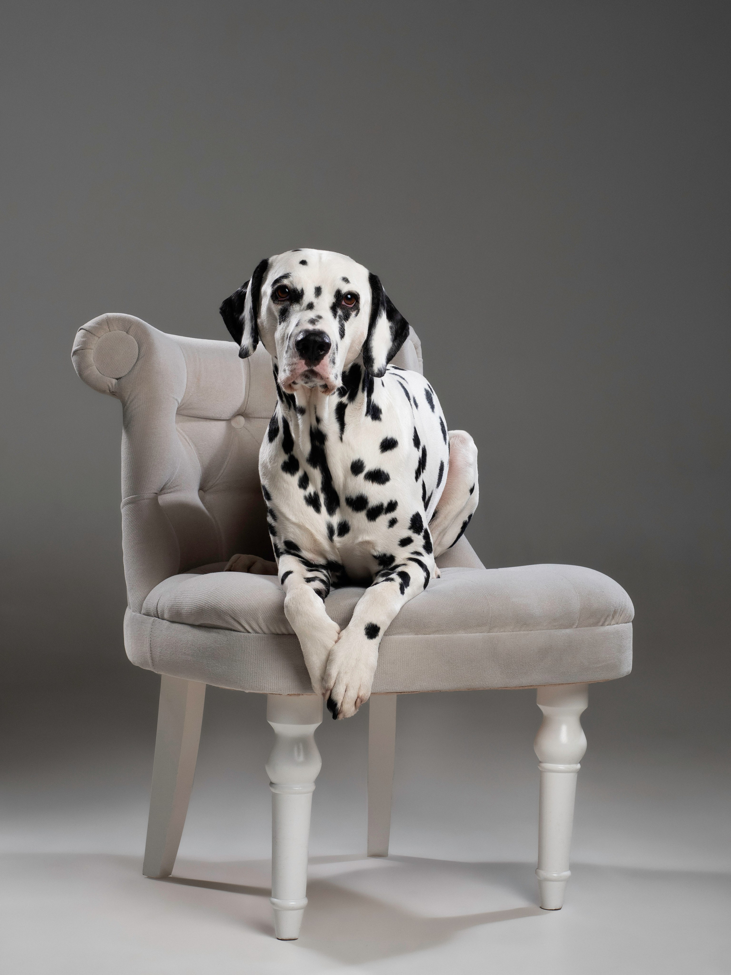 Студийная съёмка. Фотограф животных и людей в Санкт-Петербурге Дарья Быстрицкая