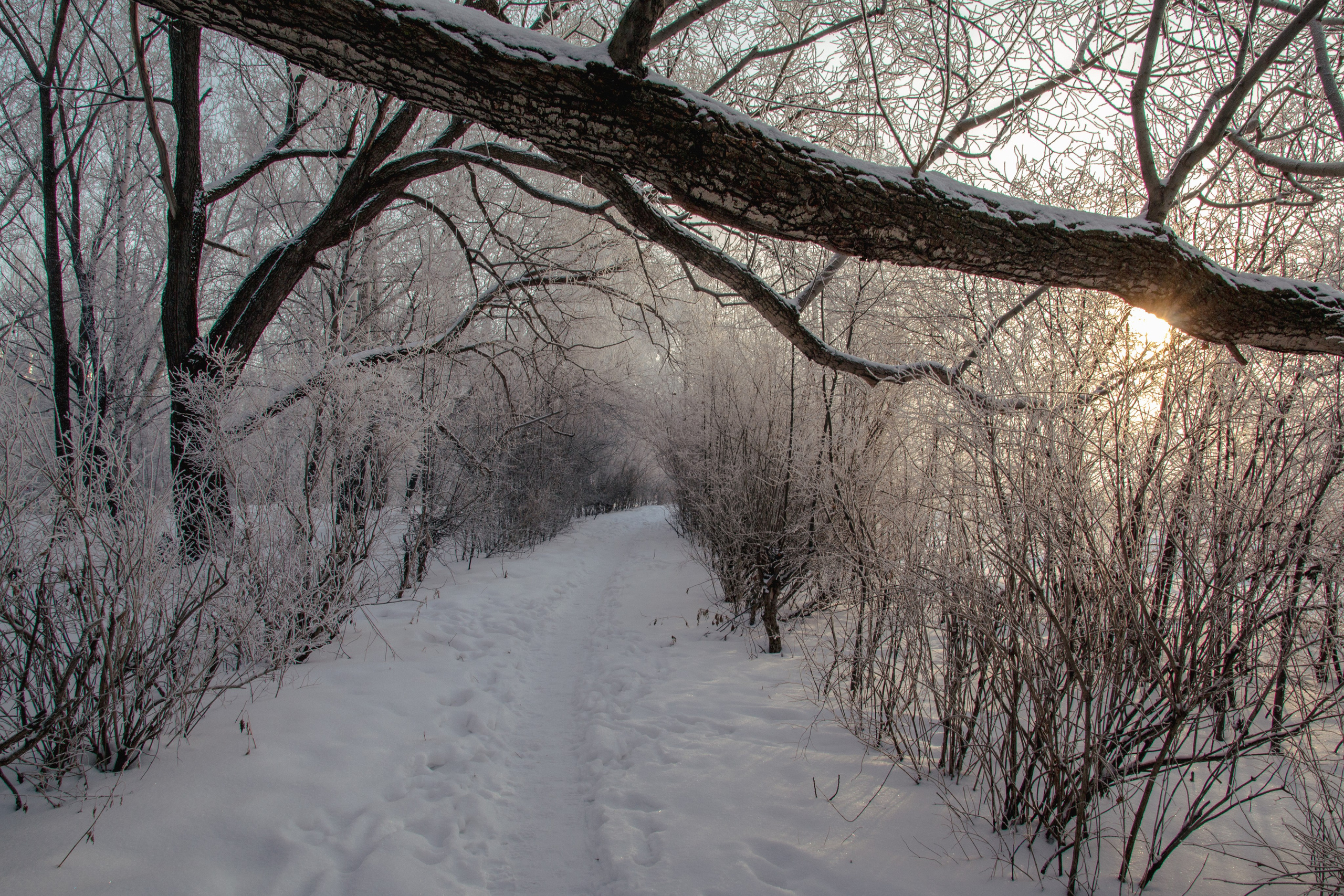 Зима. Ваш фотограф Северск | Томск