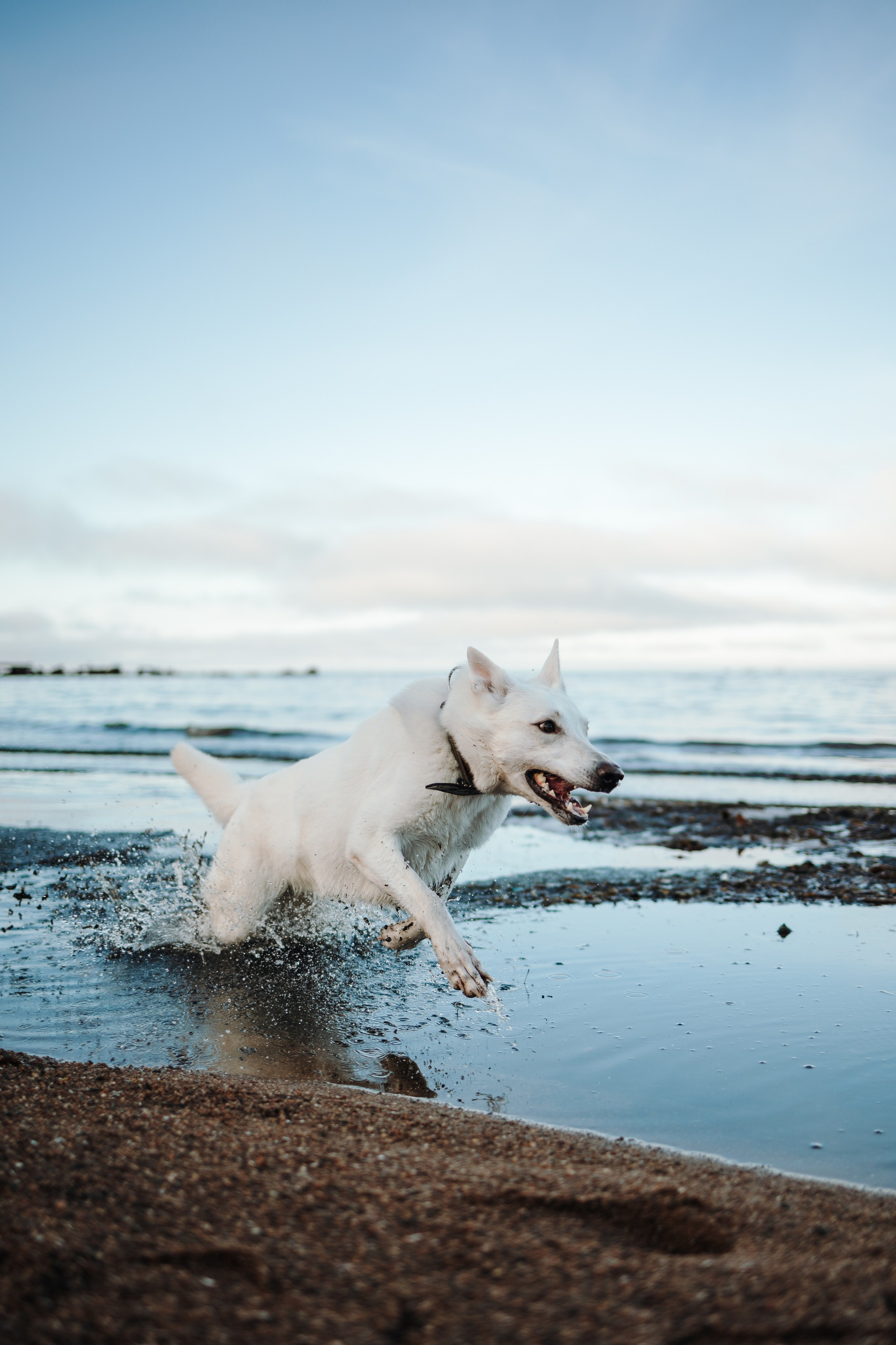 Настя и Эва. Фотограф — Анималист | Санкт-Петербург