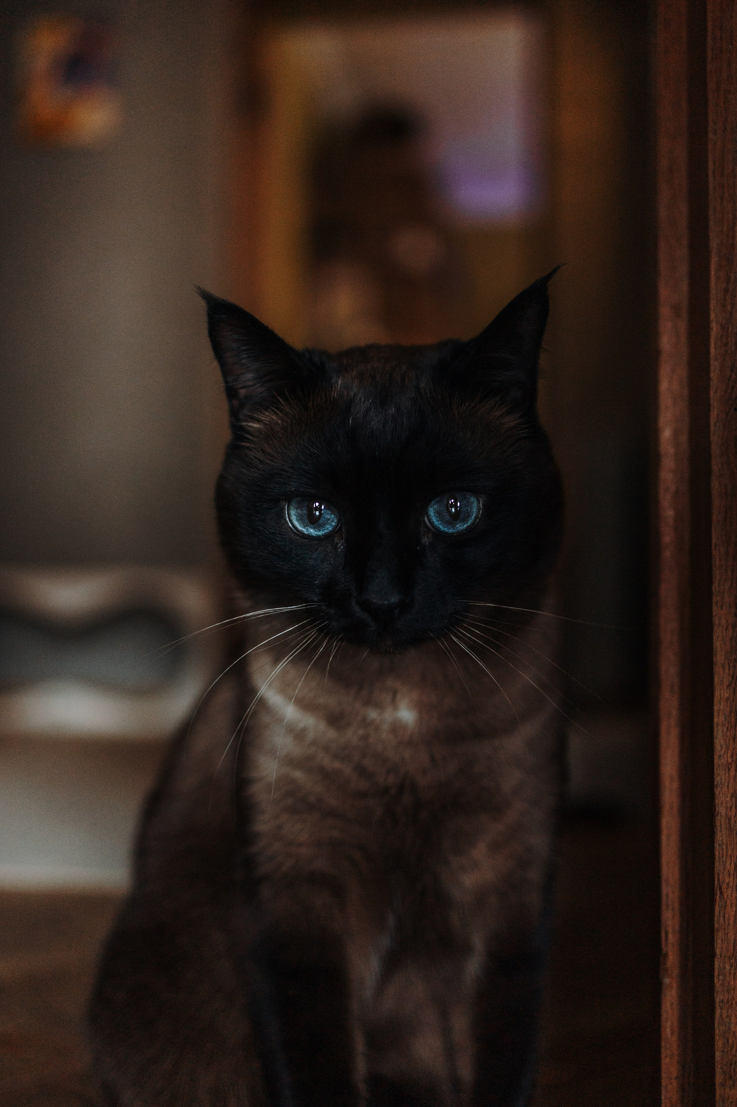 Саша и ее хвосты. Фотограф — Анималист | Санкт-Петербург