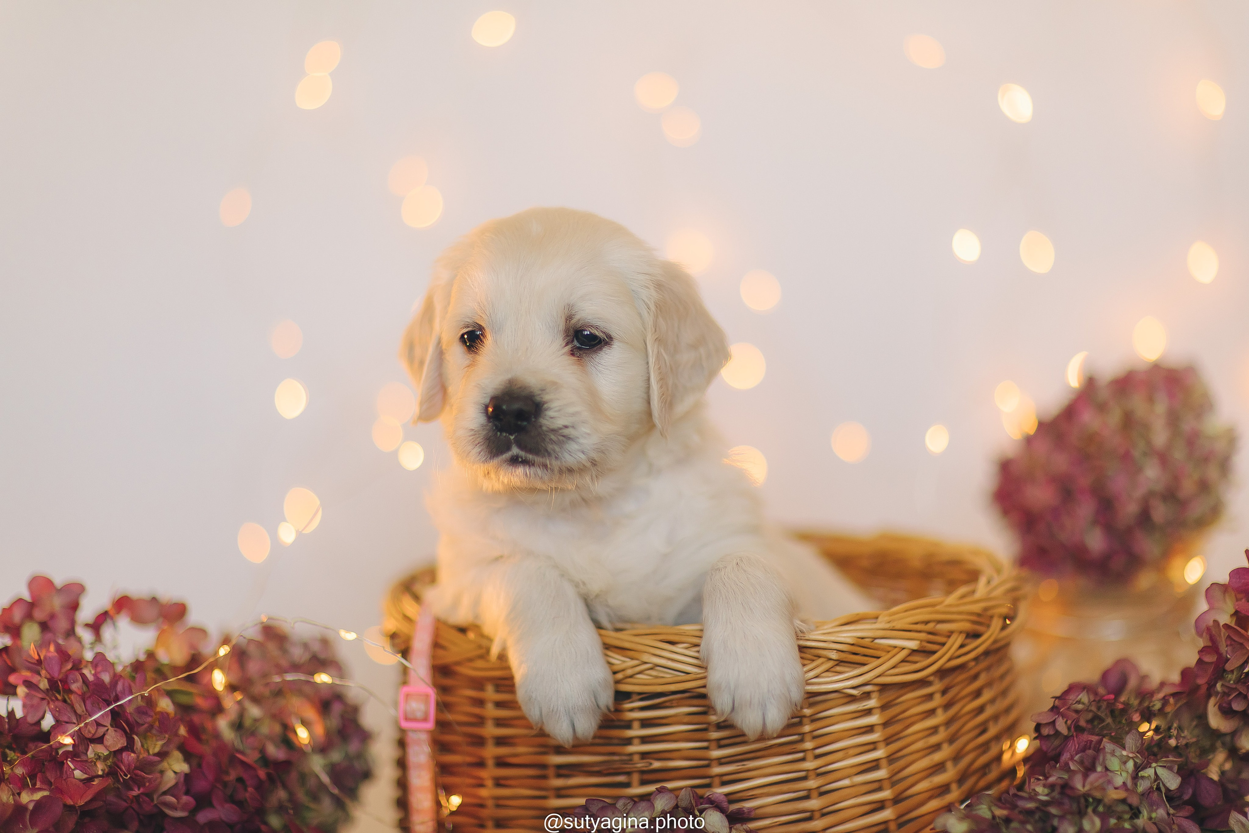 Белая лента. Свадебный и женский фотограф