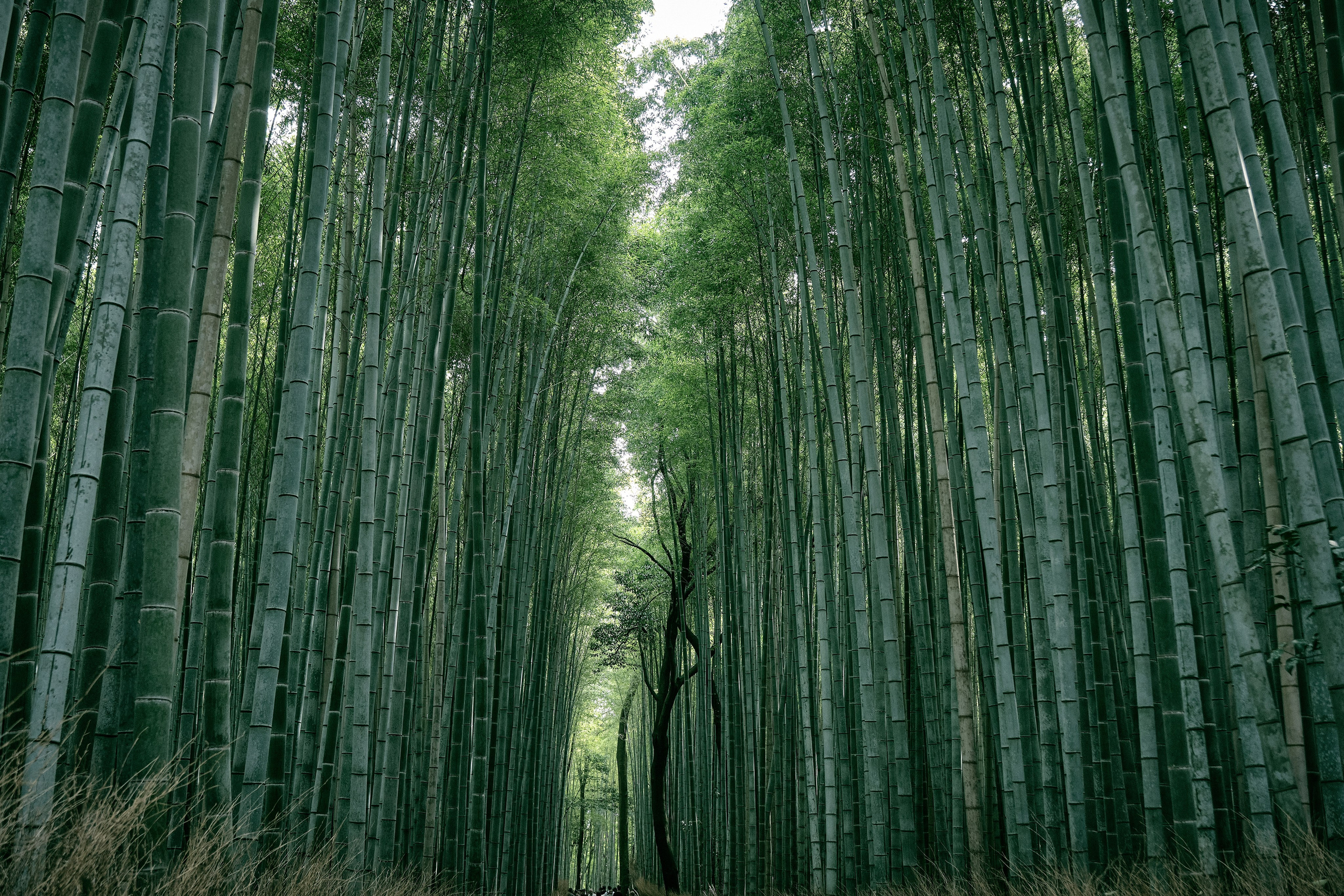 Japan / Osaka≫Kyoto≫Tokyo. Aleksandr Kobtsev