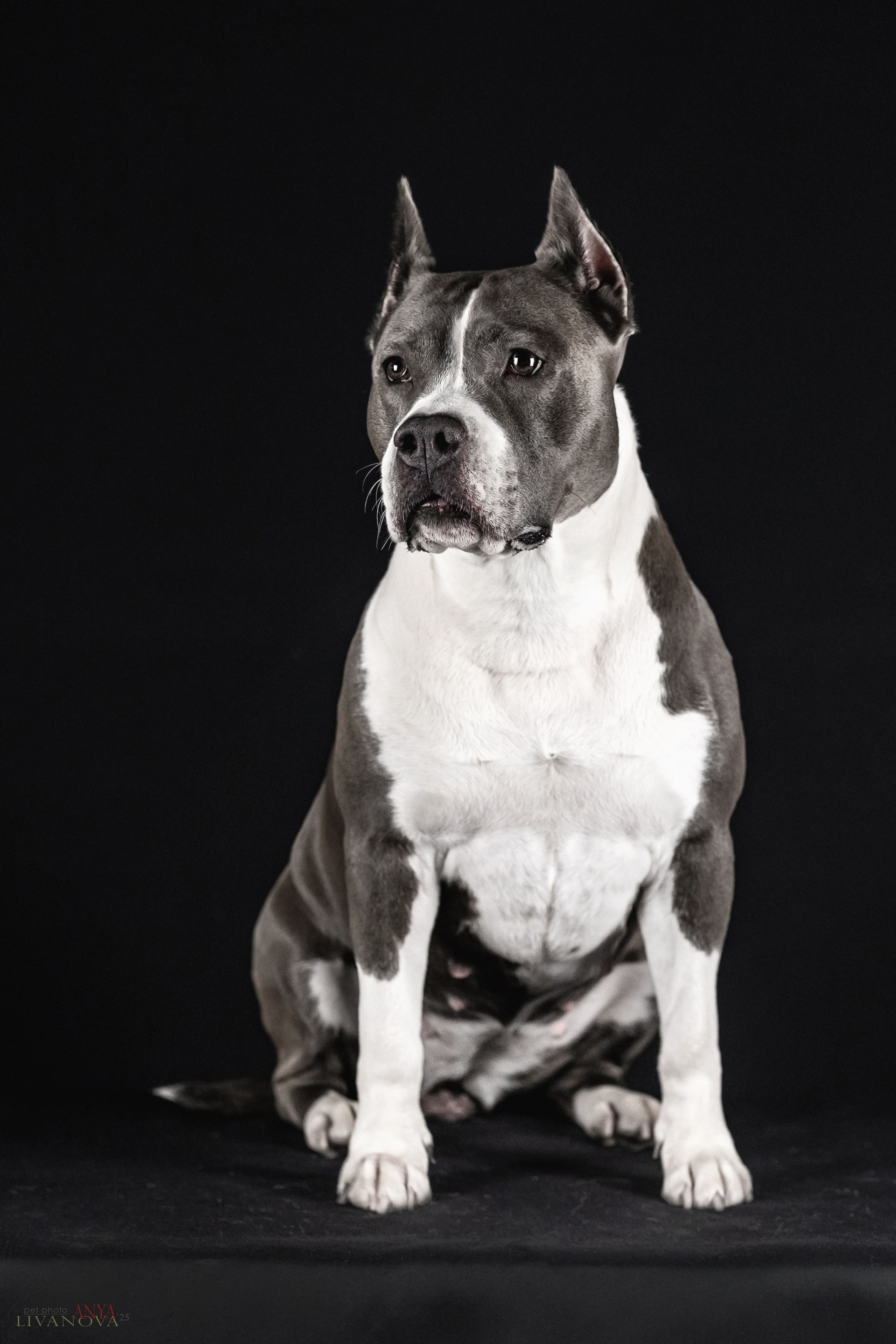 Дэля. Фотограф анималист Аня Ливанова | Рыбинск