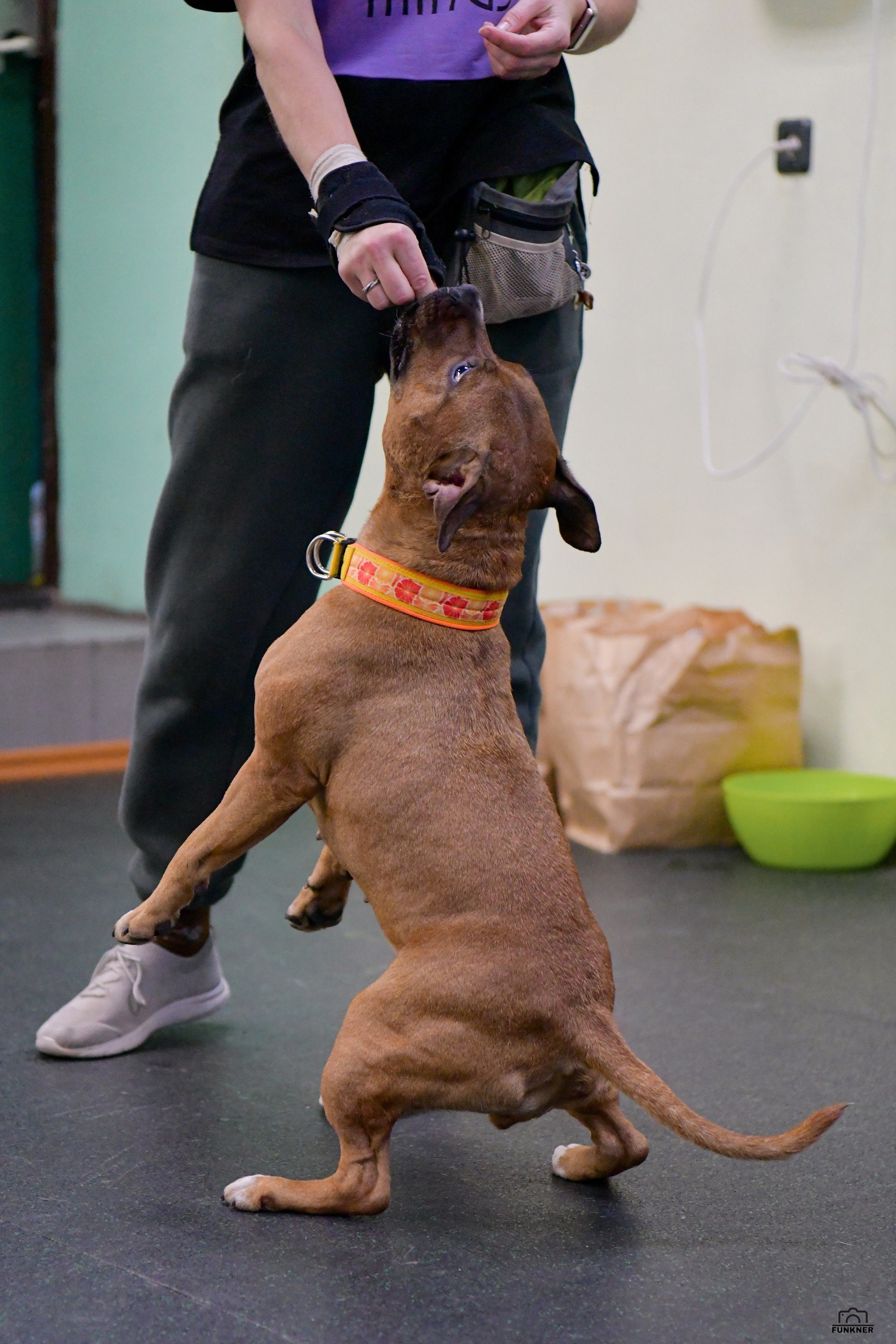 Кинологический клуб «Бодрый хвост». Свой взгляд через объектив