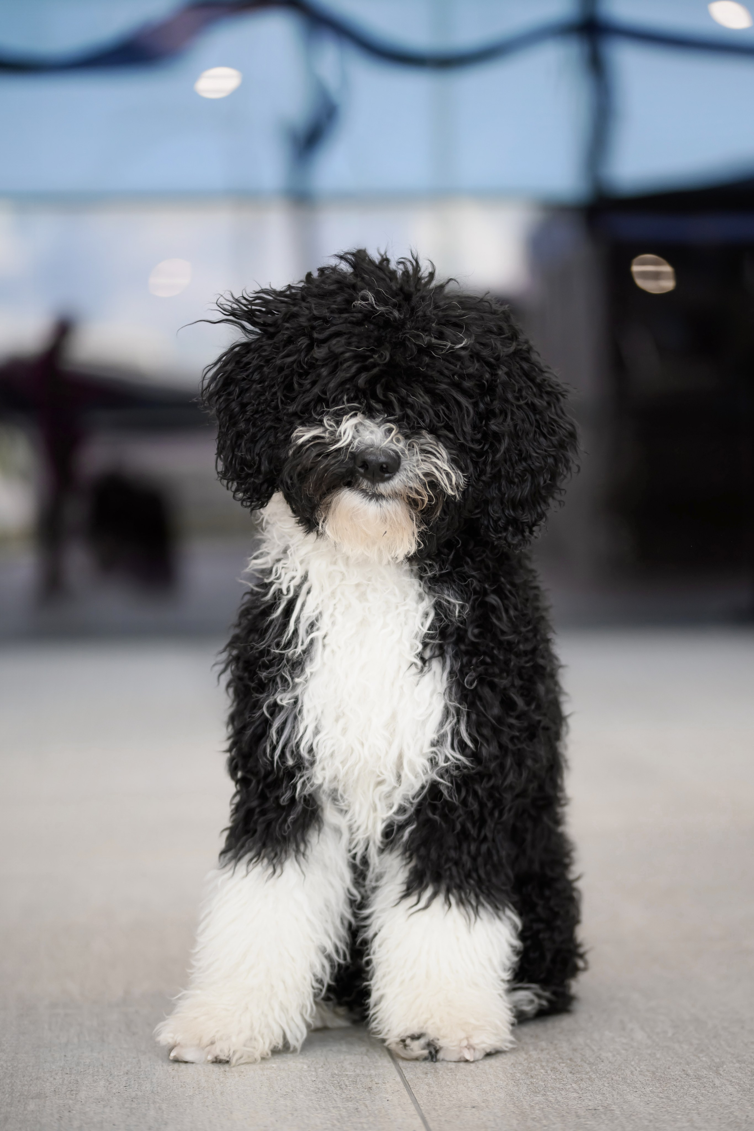 Собаки. FASHION ФОТОГРАФ КАЗАНЬ