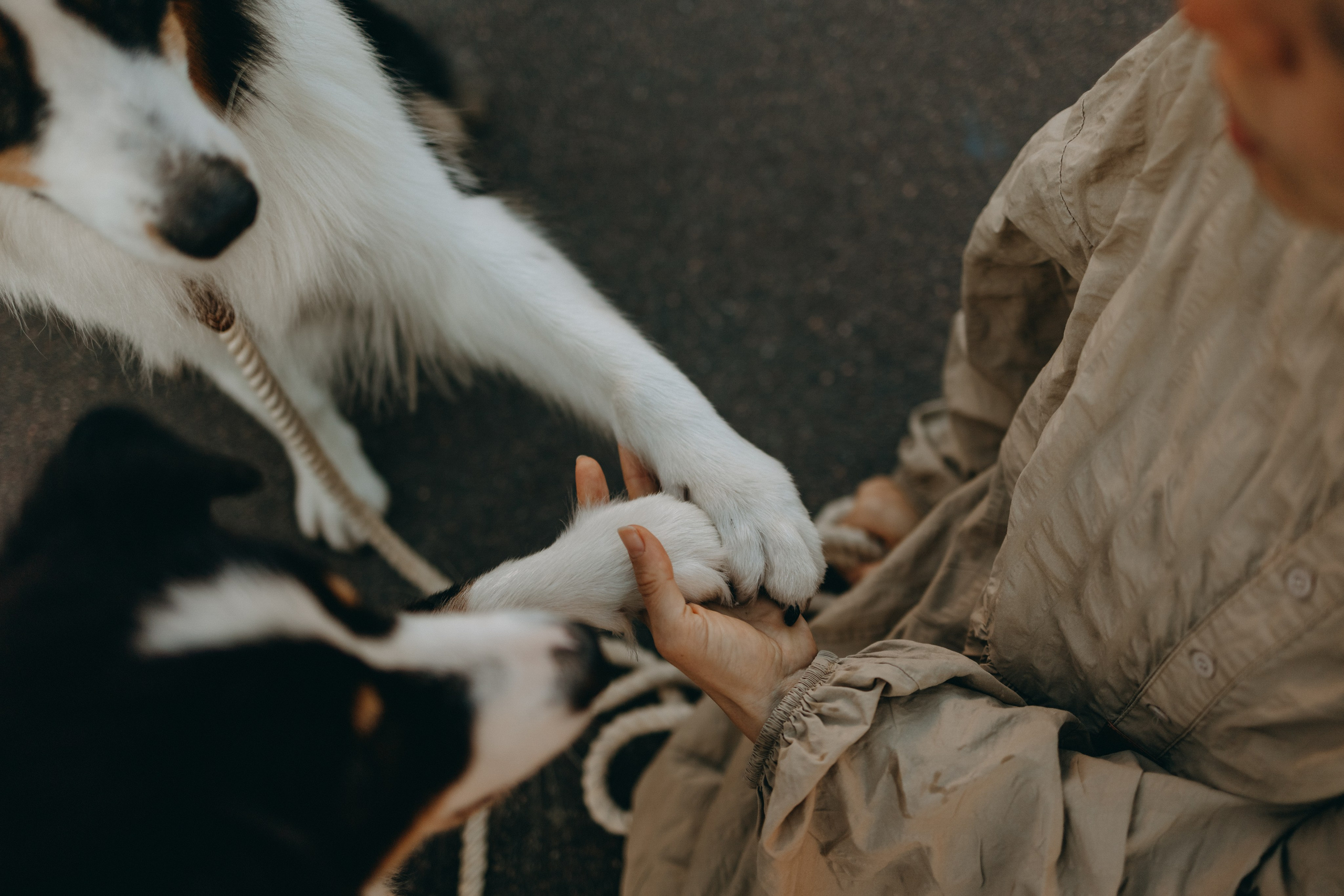Катя и ее девочки. Фотограф — Анималист | Санкт-Петербург