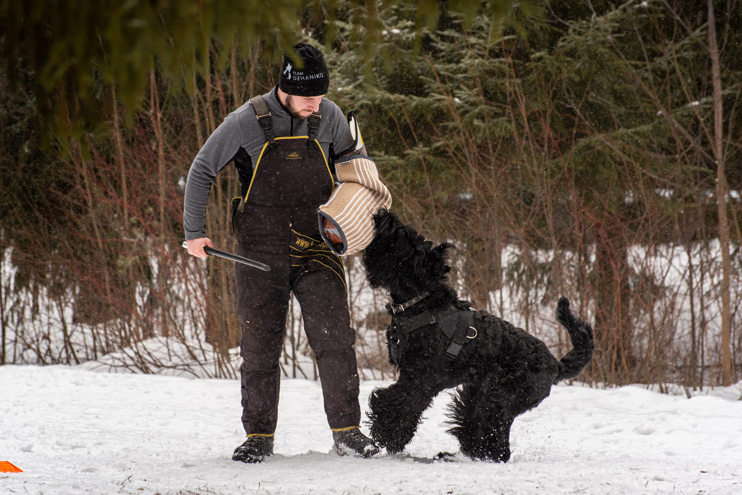 Фотосъёмка с собаками в Кинологическом лагере. Фотограф Макс Огурцов в Нижнем Новгороде