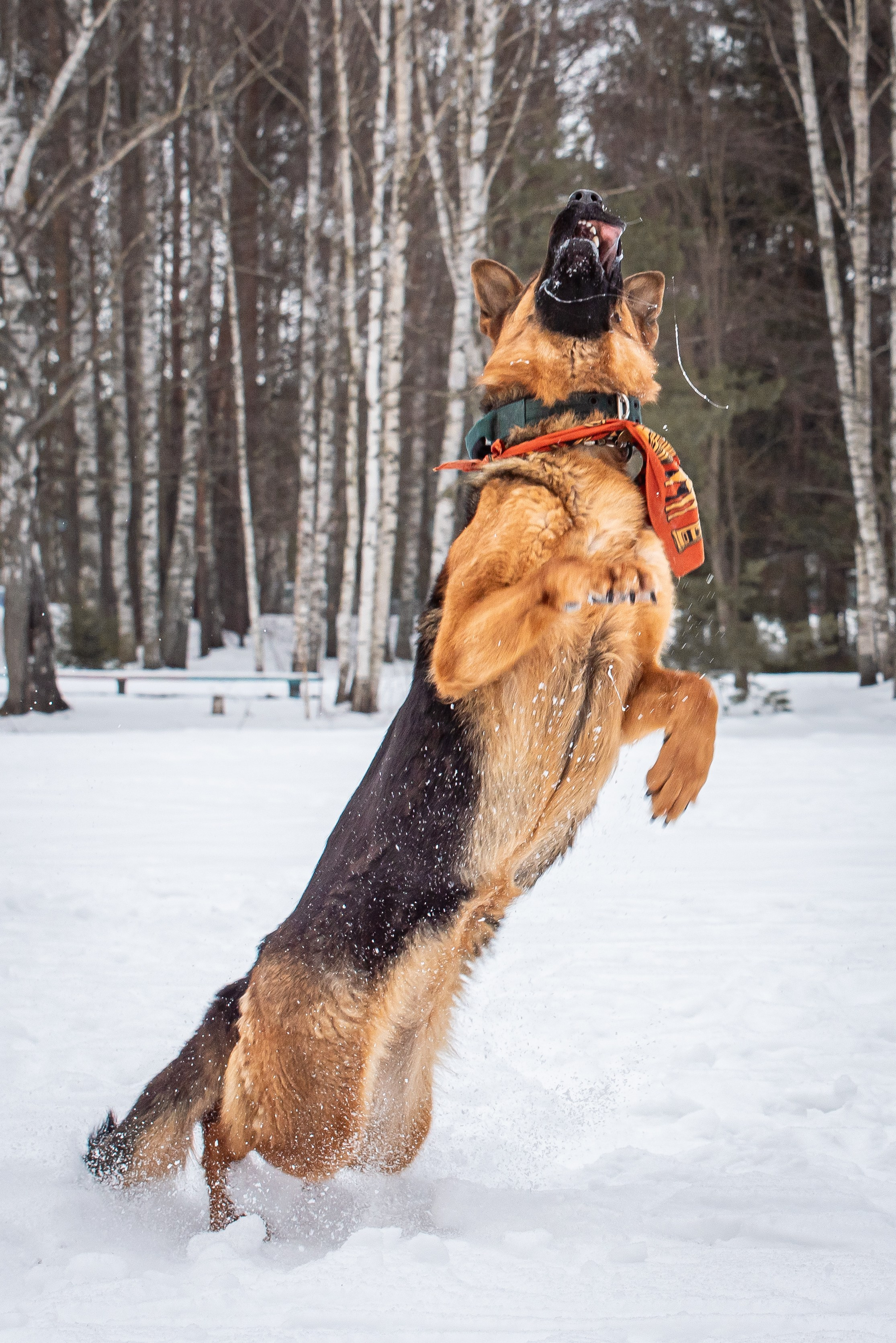 Фотосъёмка с собаками в Кинологическом лагере. Фотограф Макс Огурцов в Нижнем Новгороде