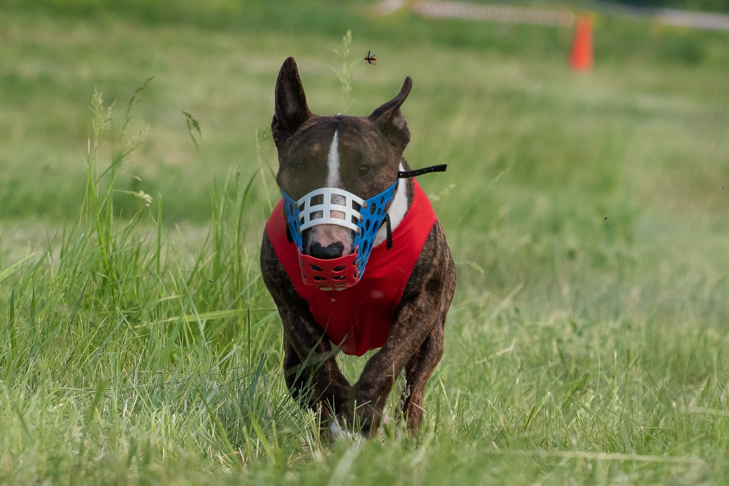 Спортивный фотограф анималист курсинг. Фотограф Макс Огурцов в Нижнем Новгороде
