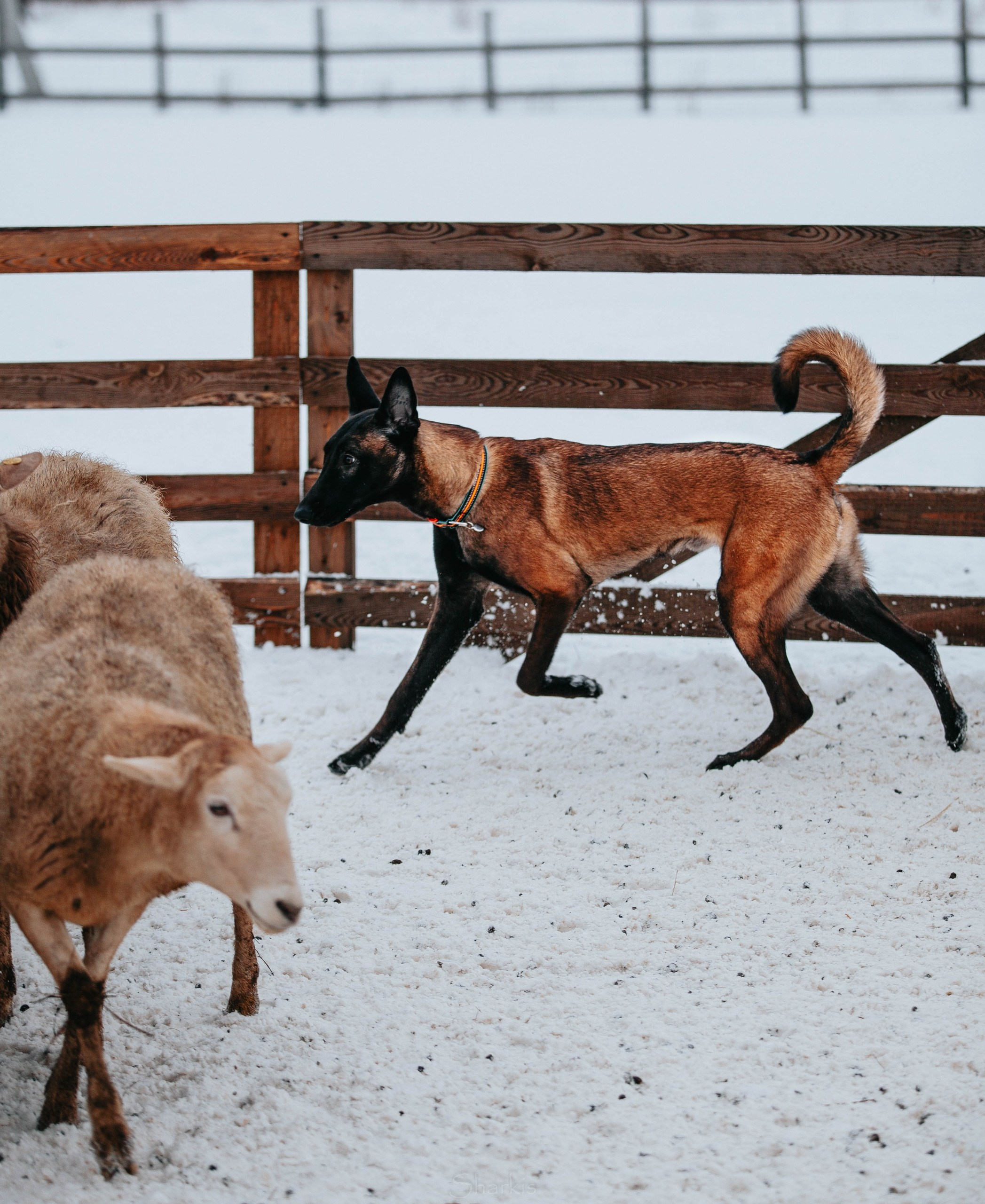 Шмель и Дрель. Фотограф Елизавета Филатова