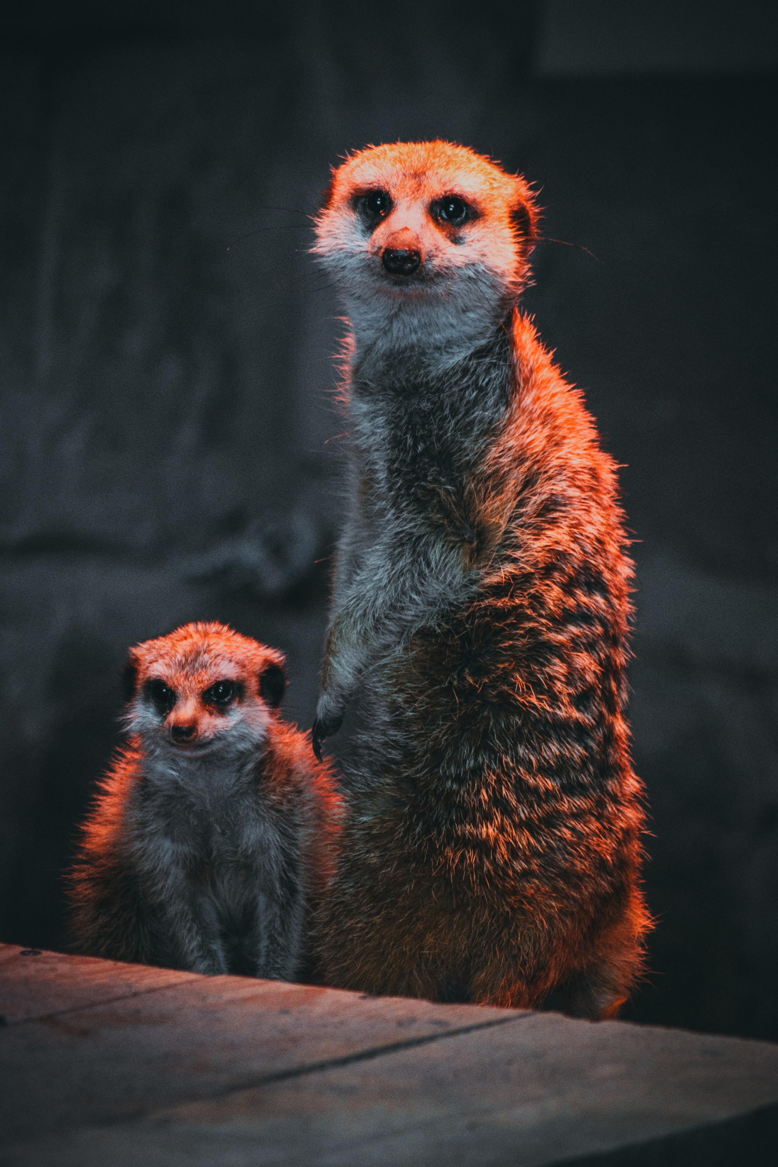 Р А З Н А Я — Ж И В Н О С Т Ь. — Digital Noise —