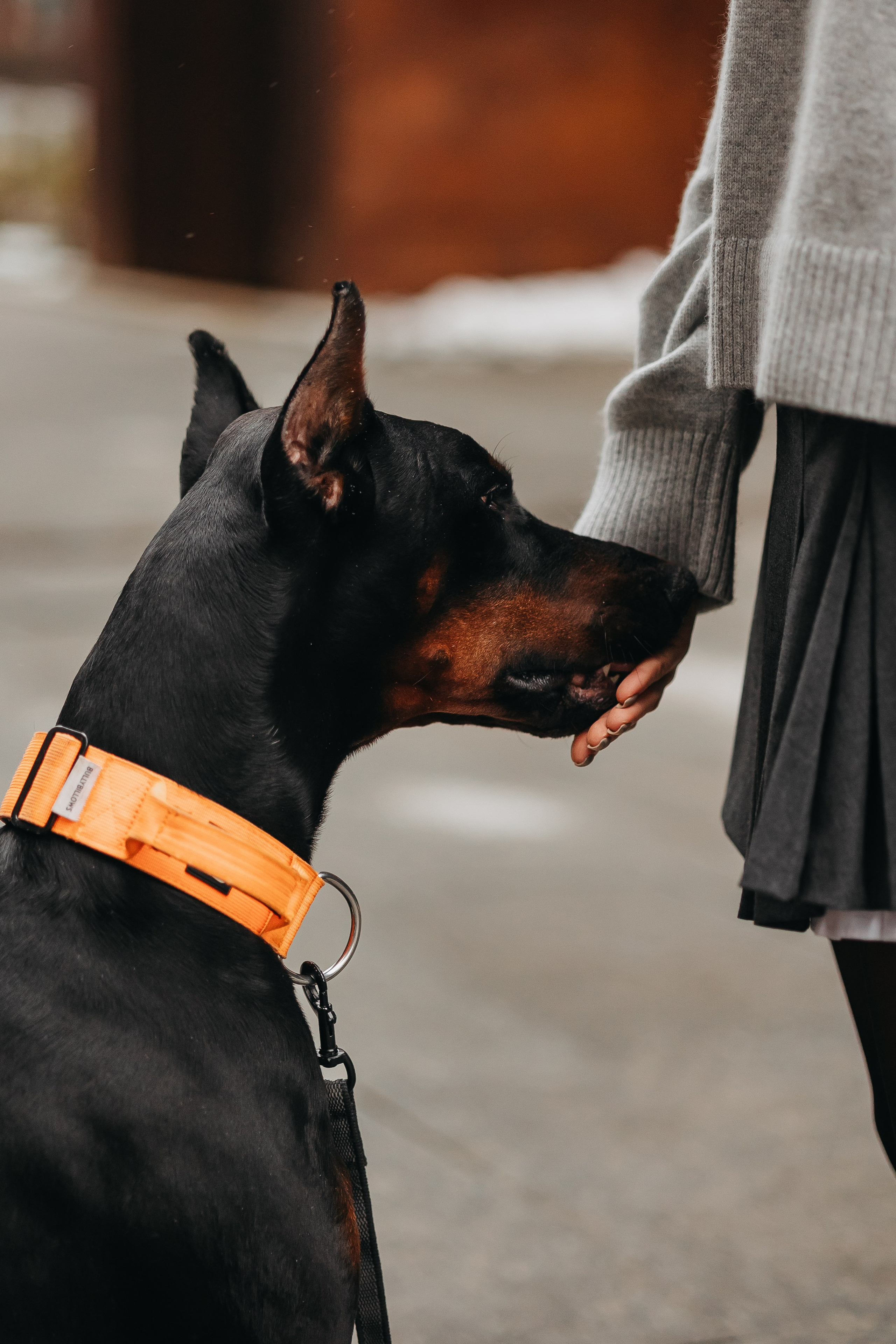 Дари и Гранд. Фотограф-анималист в Санкт-Петербурге Алина Яхонт