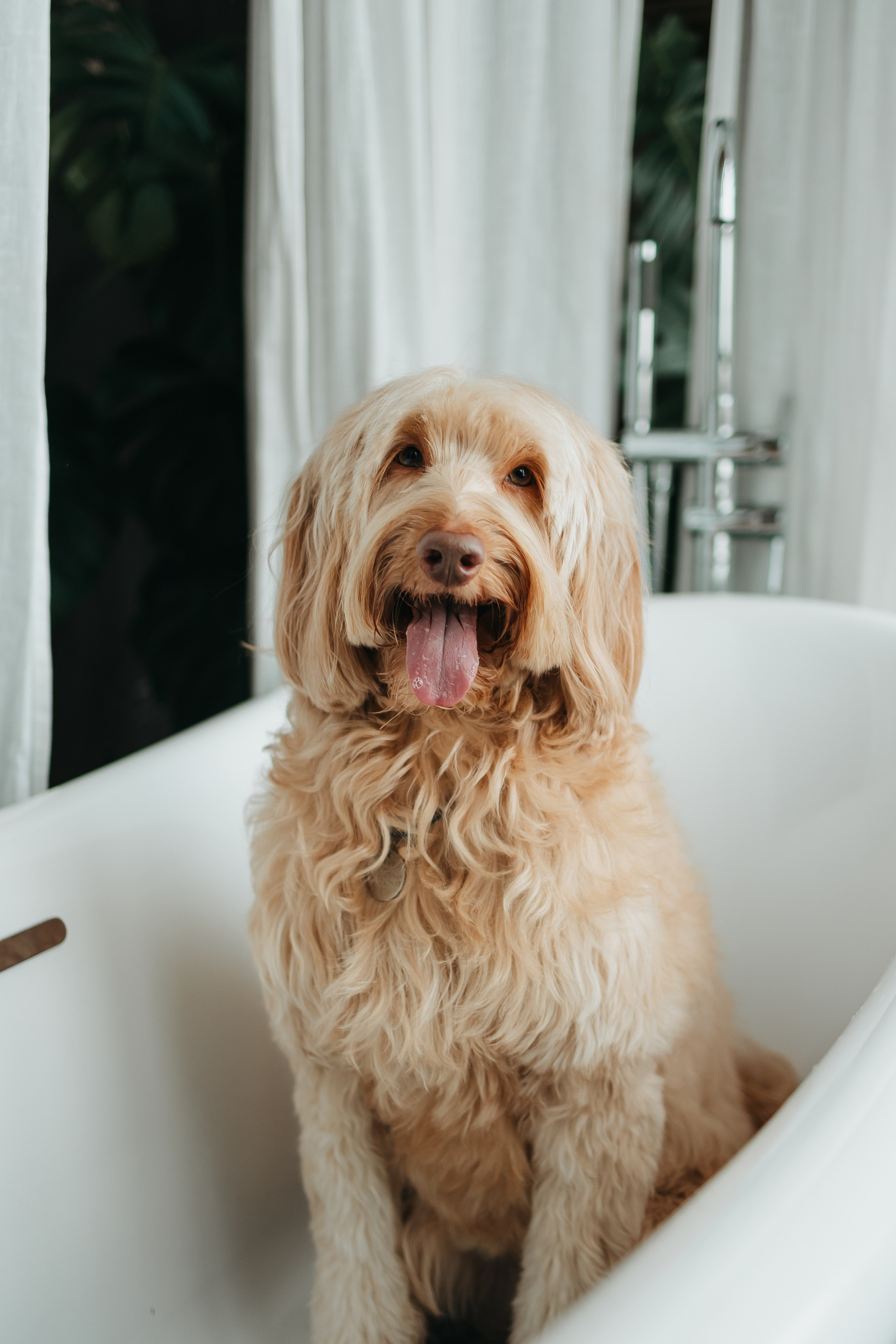 Алина и Фиби. Фотограф-анималист в Санкт-Петербурге Алина Яхонт