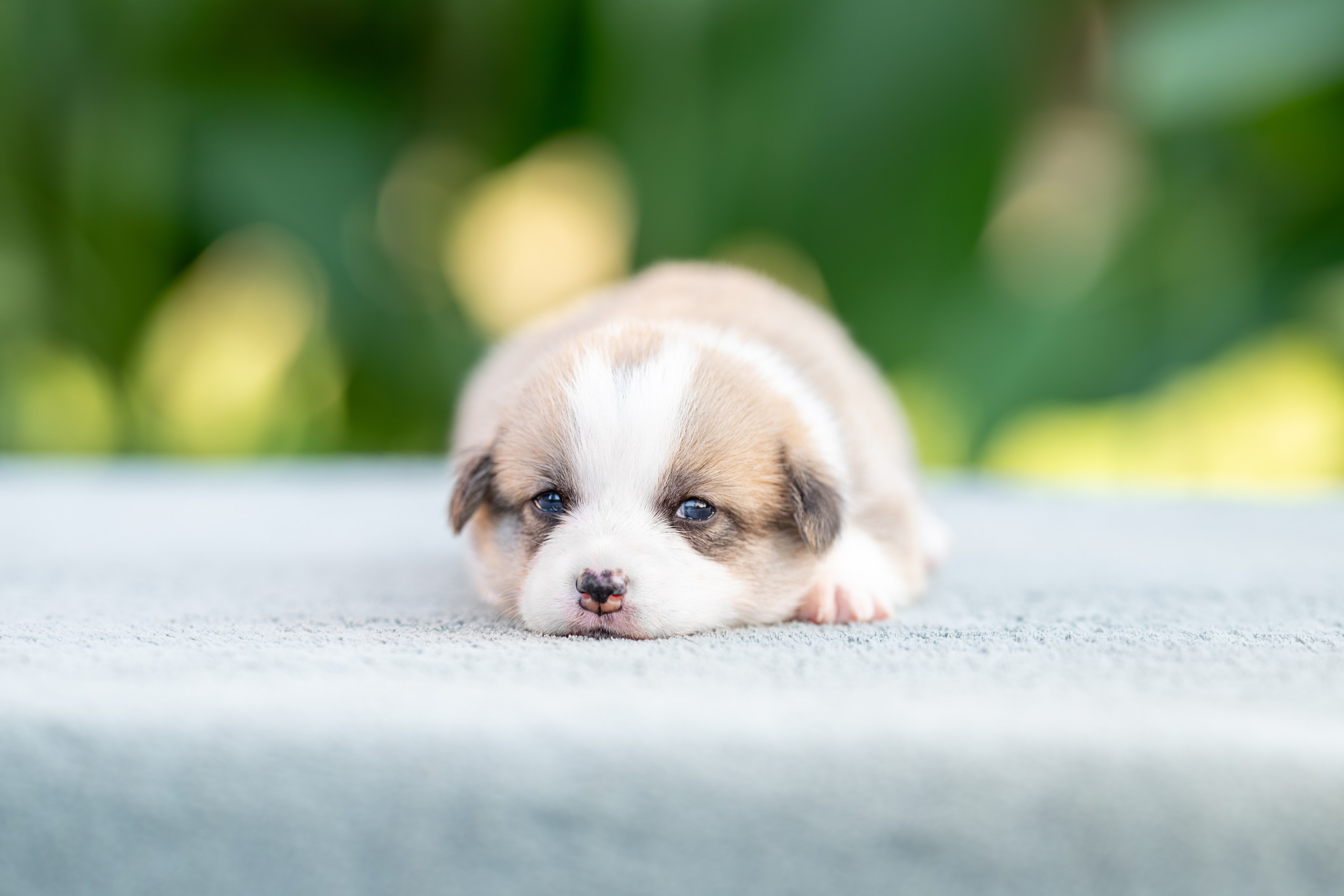 Малыши коржики. Ирина Голомб|Фотограф-анималист в  Сочи и Калининграде