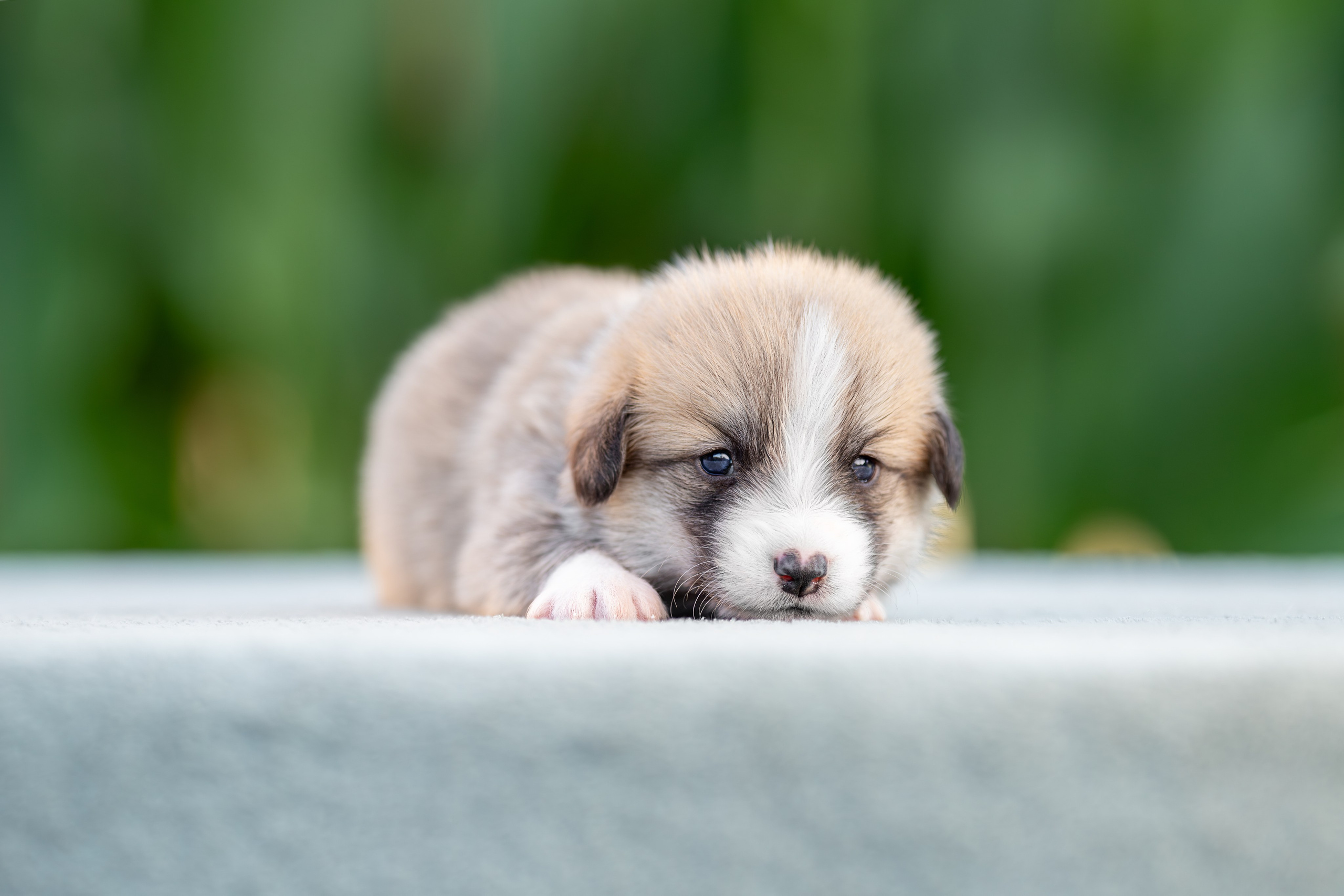 Малыши коржики. Ирина Голомб|Фотограф-анималист в  Сочи и Калининграде