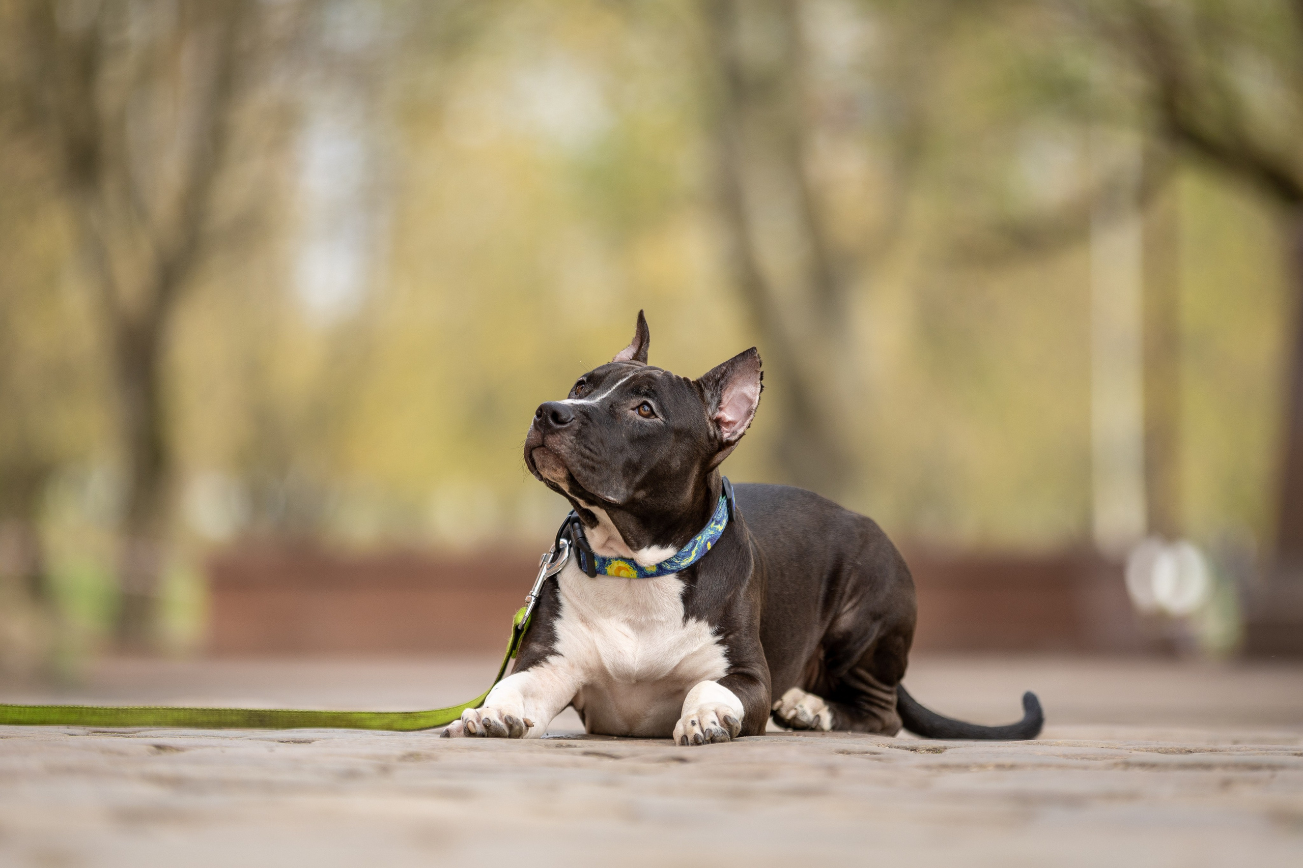 Афина и Мора, Стаффорды. Ирина Голомб|Фотограф-анималист в  Сочи и Калининграде