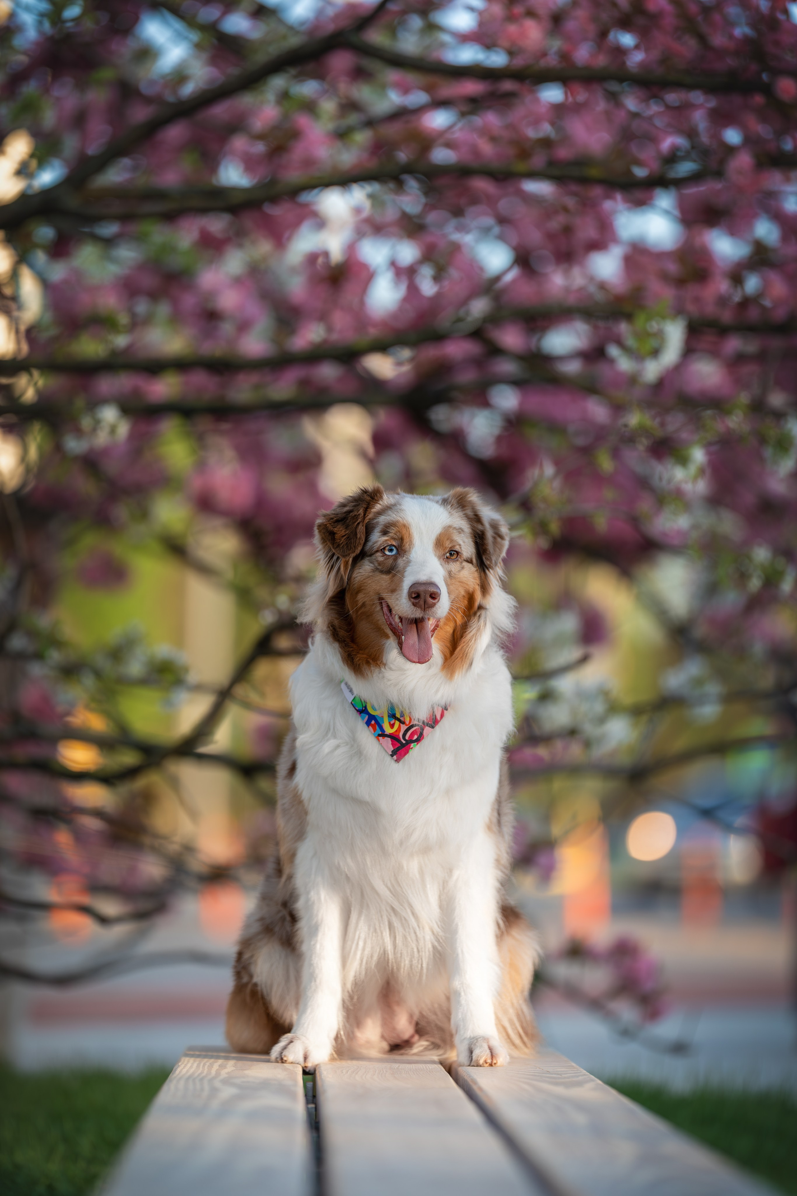 Полли, Австралийская Овчарка. Ирина Голомб|Фотограф-анималист в  Сочи и Калининграде