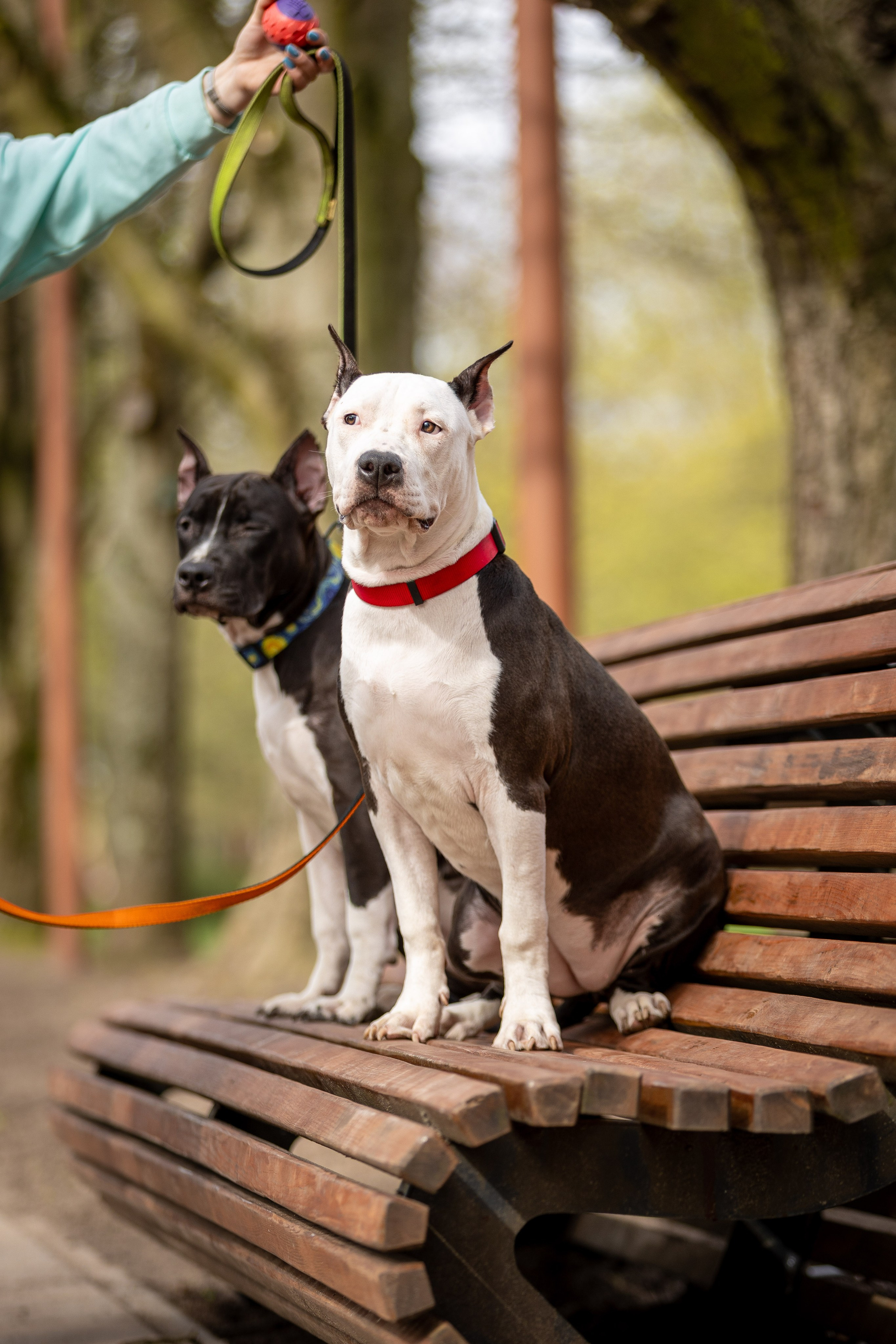 Афина и Мора, Стаффорды. Ирина Голомб|Фотограф-анималист в  Сочи и Калининграде