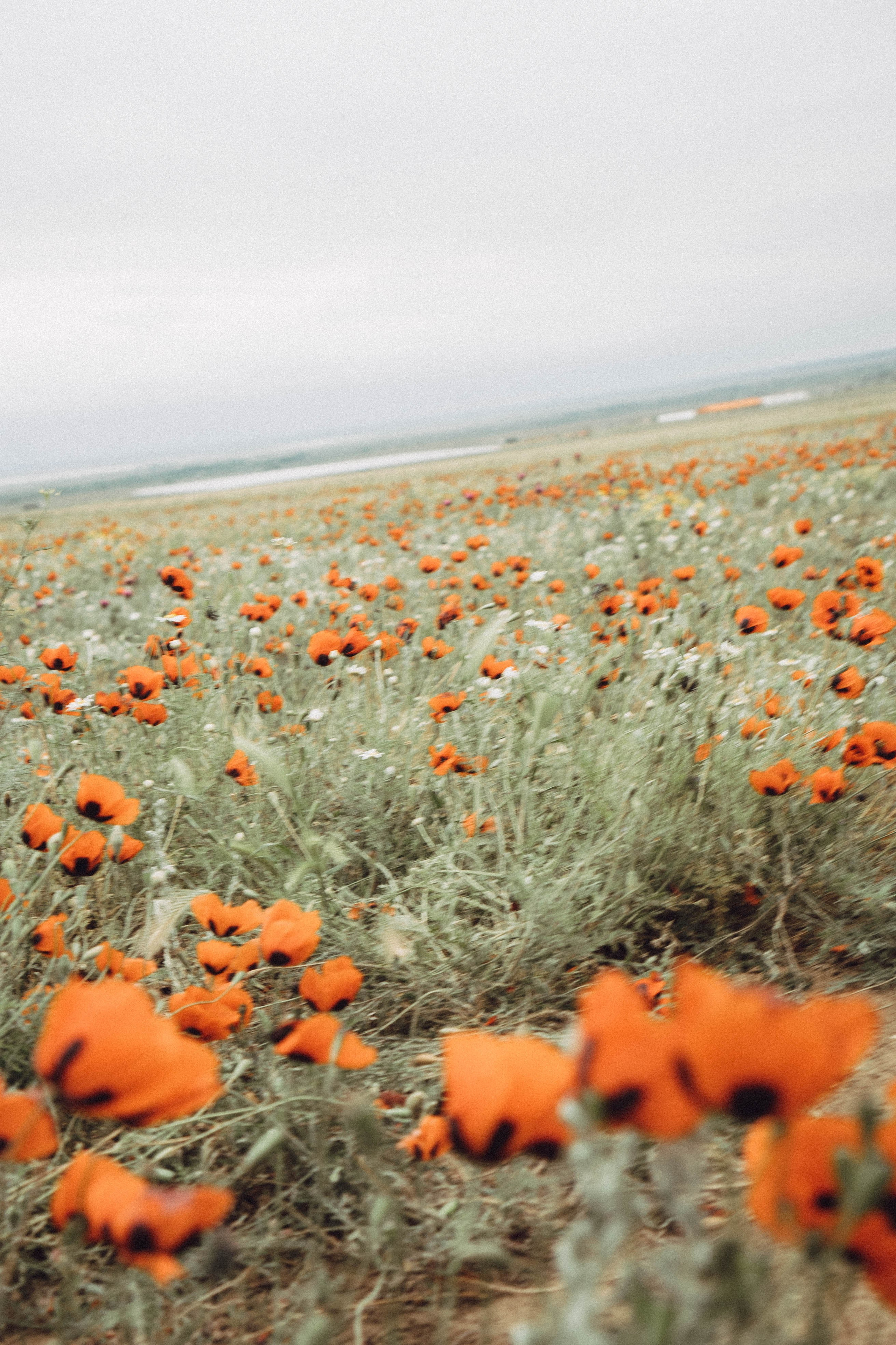 Кавказ. Профессиональный фотограф, Санкт-Петербург — Виктория Богомолова
