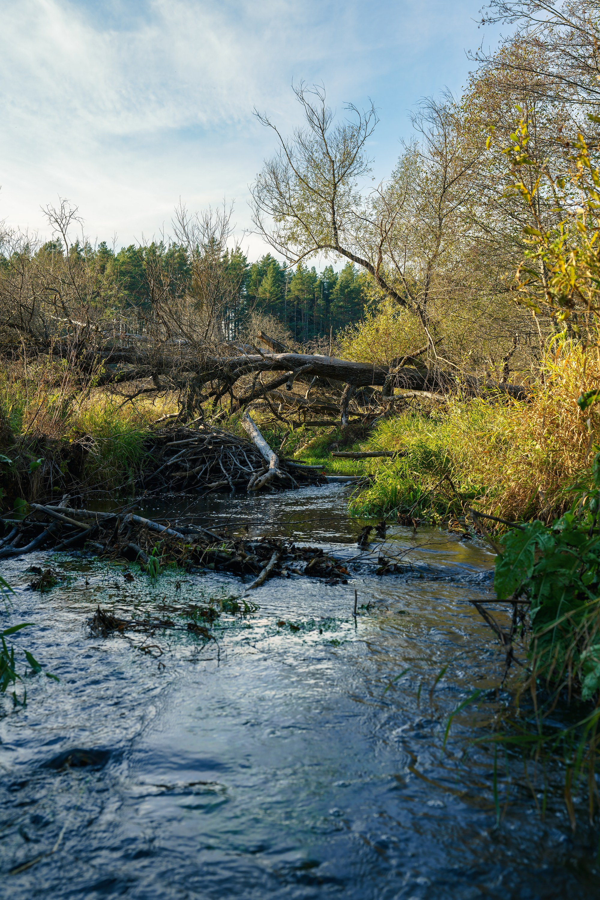 Фотографии Национальный парк Угра. Фотограф спортивные события, недвижимость, турбизнес