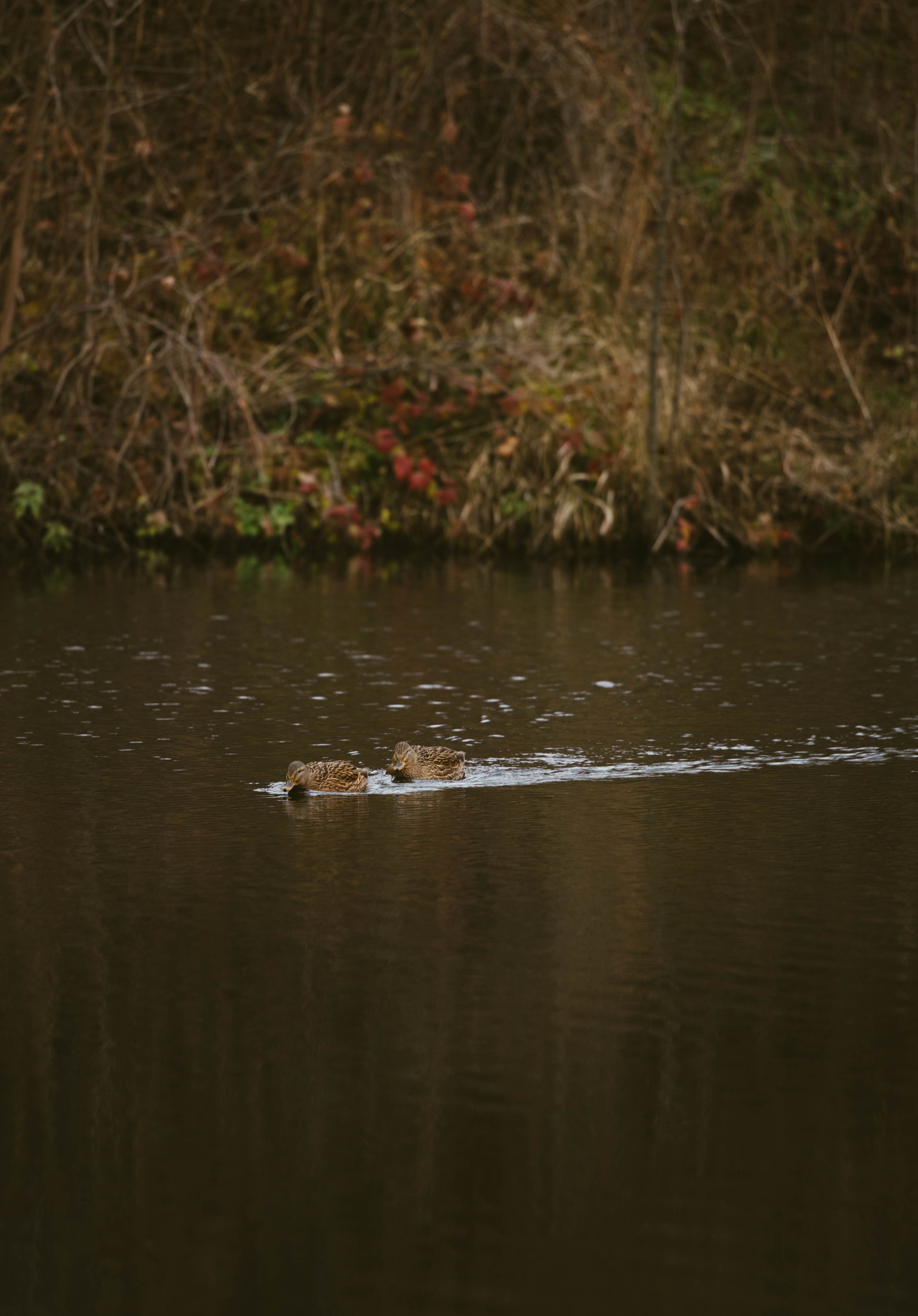 Анна и Роман. Фотограф в Липецке и Москве Рыкова Юлия