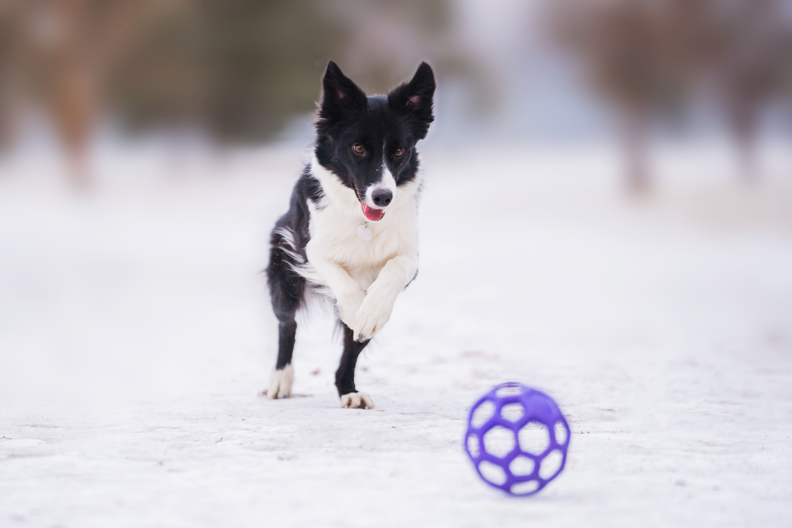 Фотограф-анималист в Красноярске Бец Юлия