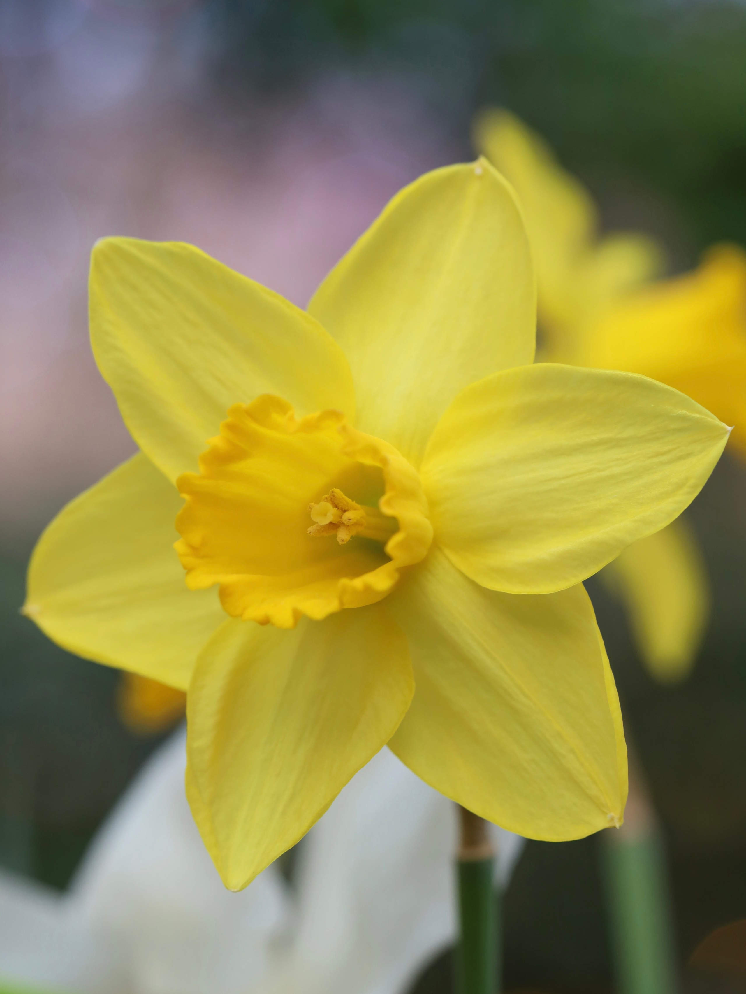 Фотографии весенних цветов. Фотосессии и репортаж — Фотограф в Москве — Рина Серёгина