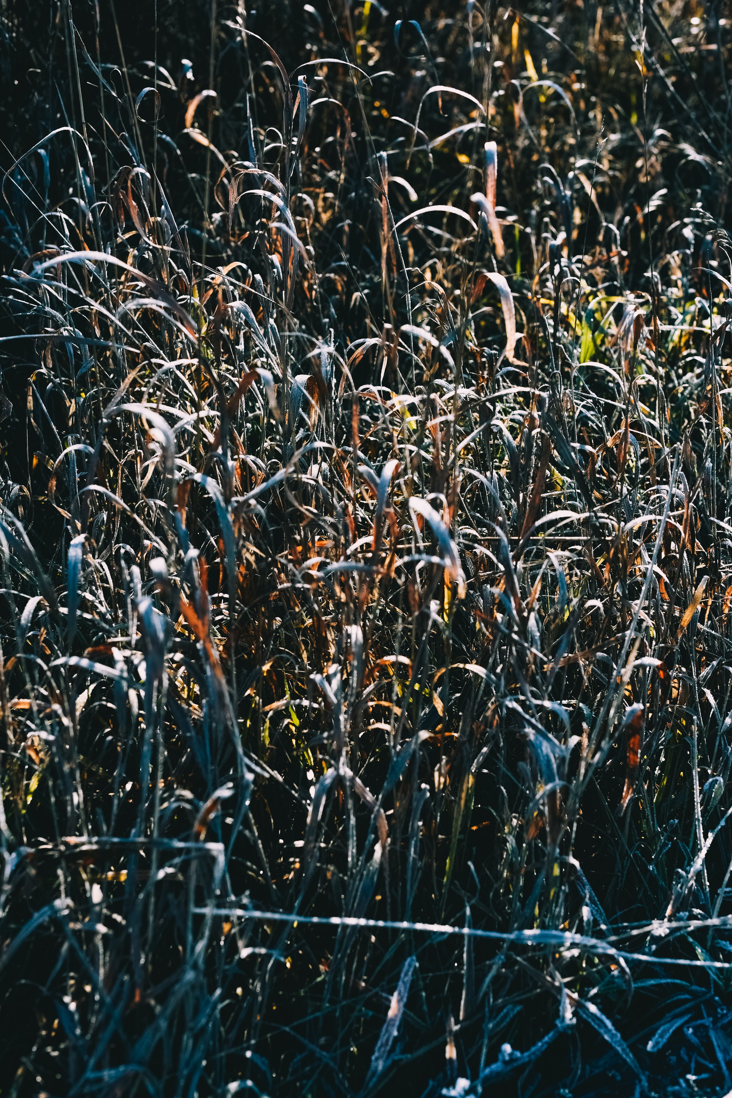 Прогулка златы