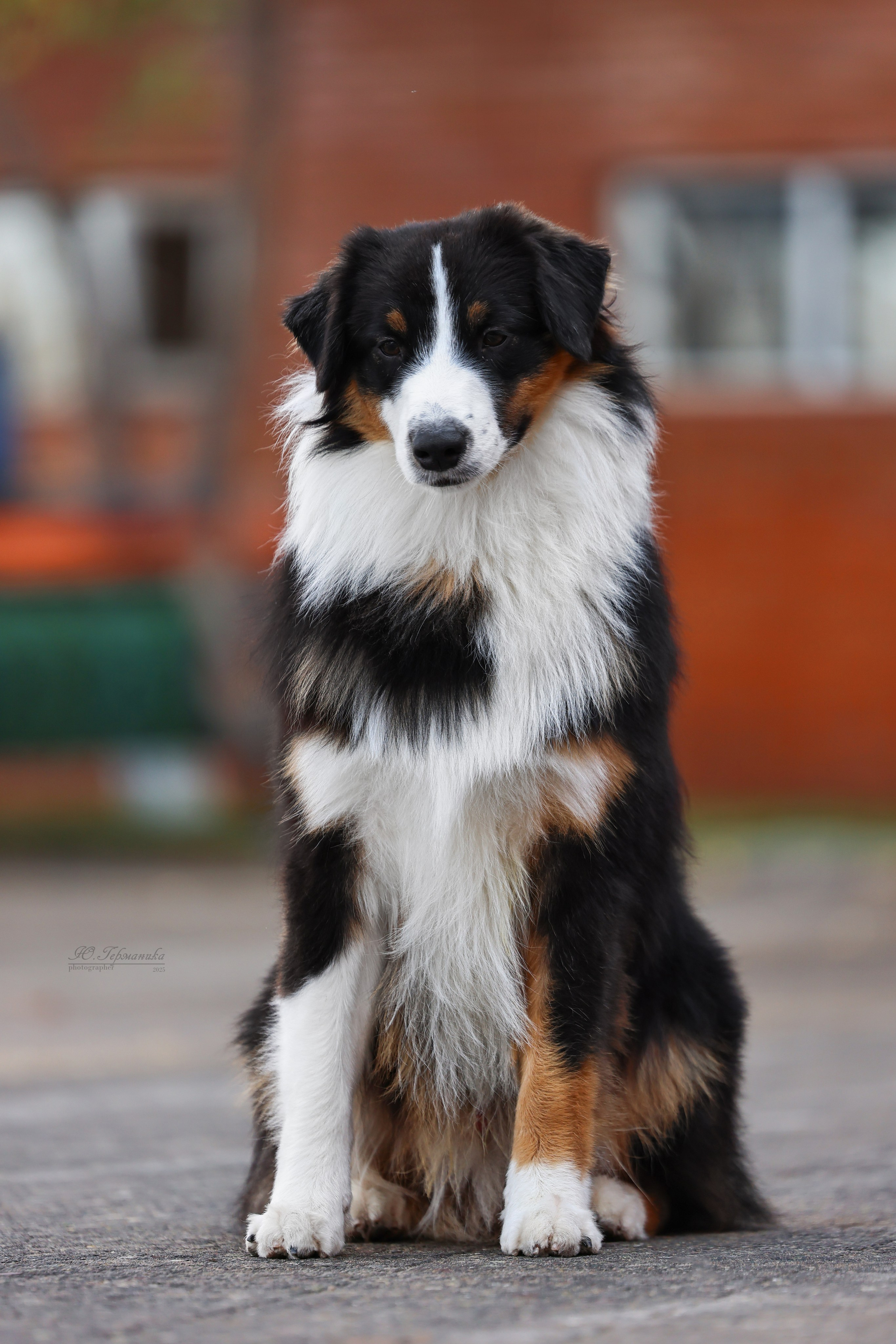 Астана 2хCACIB 26-28.09.2025. Фотограф-анималист Юлия Германика