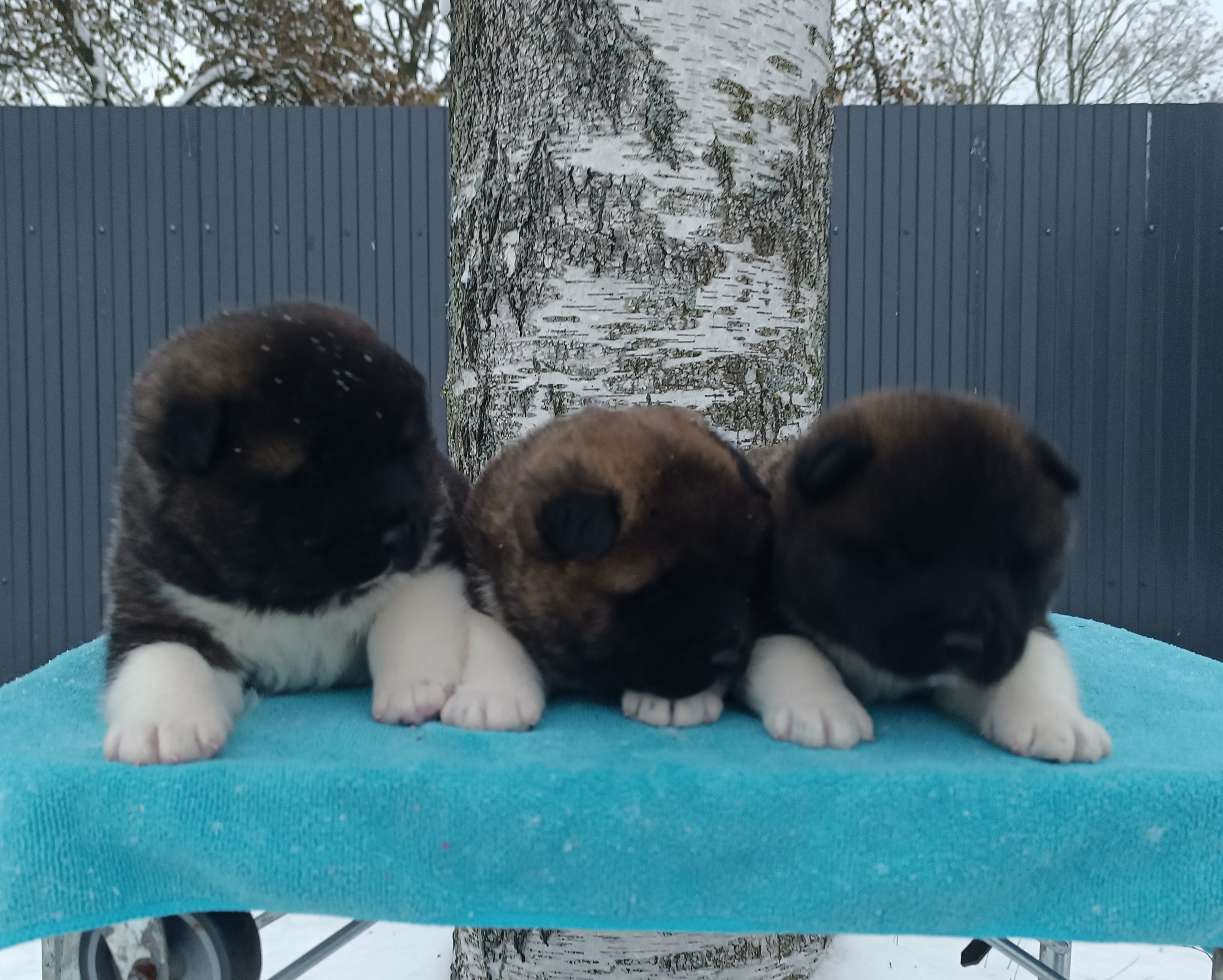 Американская акита  щенки питомник Санкт-Петербург клубные щенки Американская акита питомник RUBYLIGHT Рубилайт купить щенка американской акиты