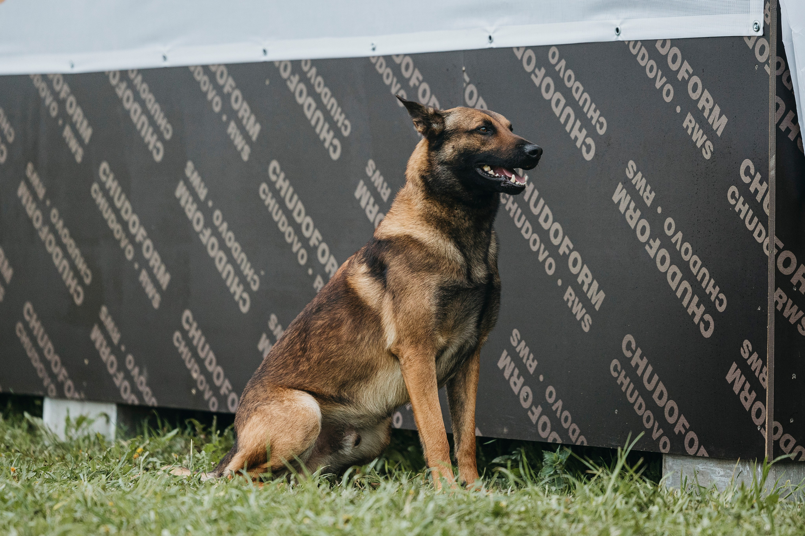 26.05.25 г. Пушкин квалификационные соревнования. Фотограф-анималист Анна Маринич