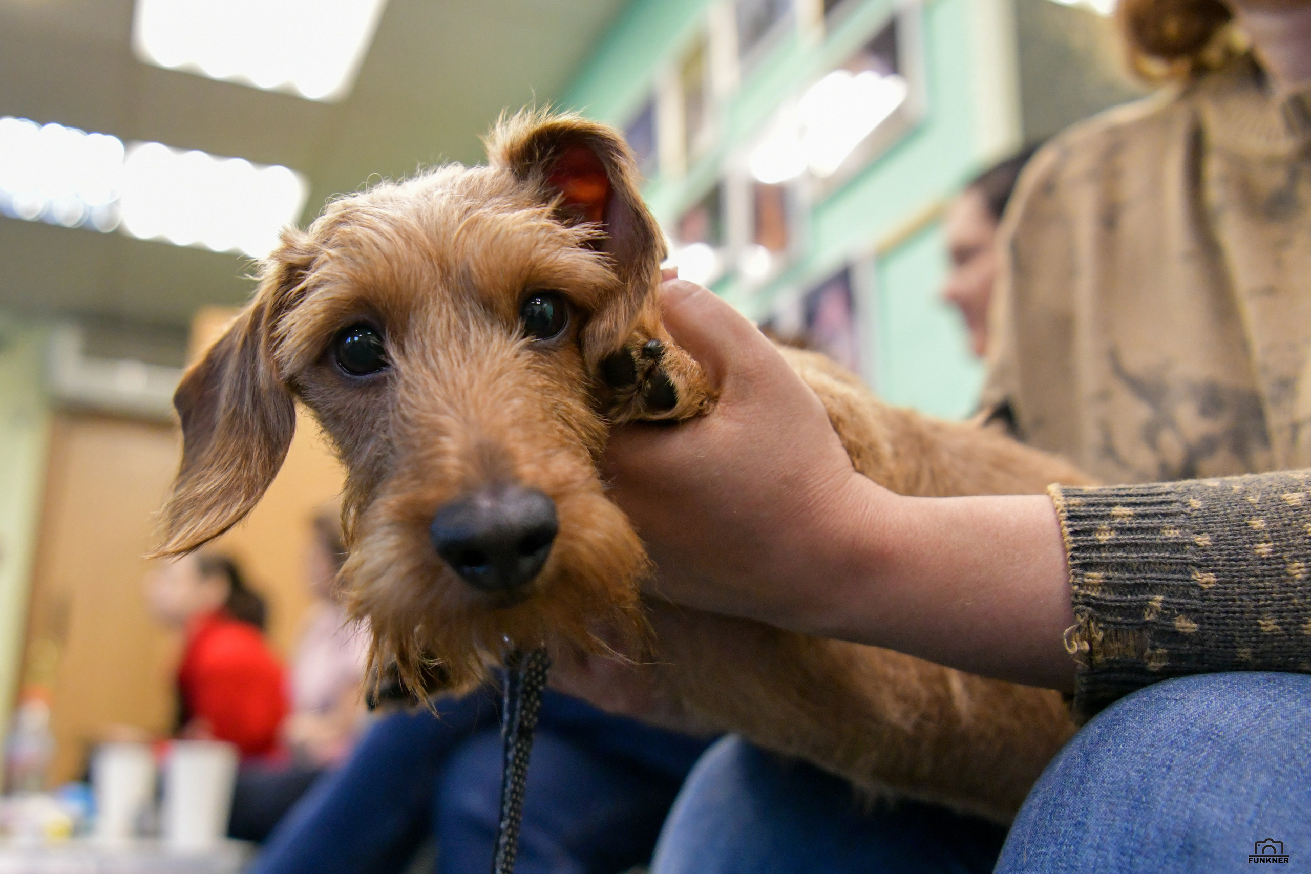 Кинологический клуб «Бодрый хвост». Свой взгляд через объектив