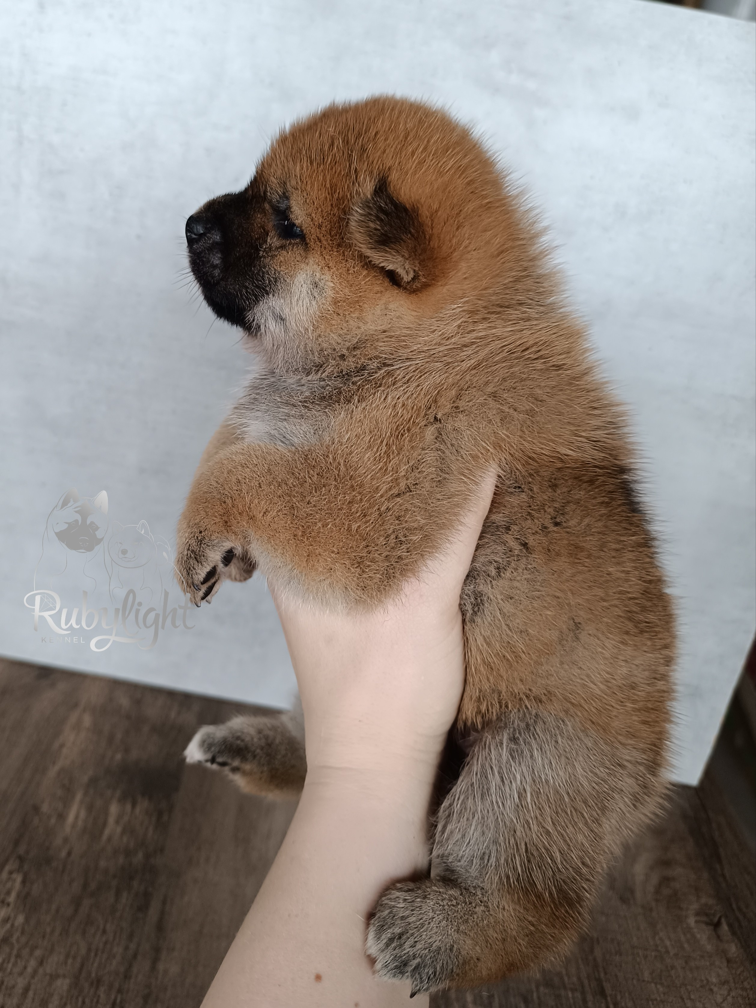 Сиба Rubylight Ellis питомник Рубилайт 