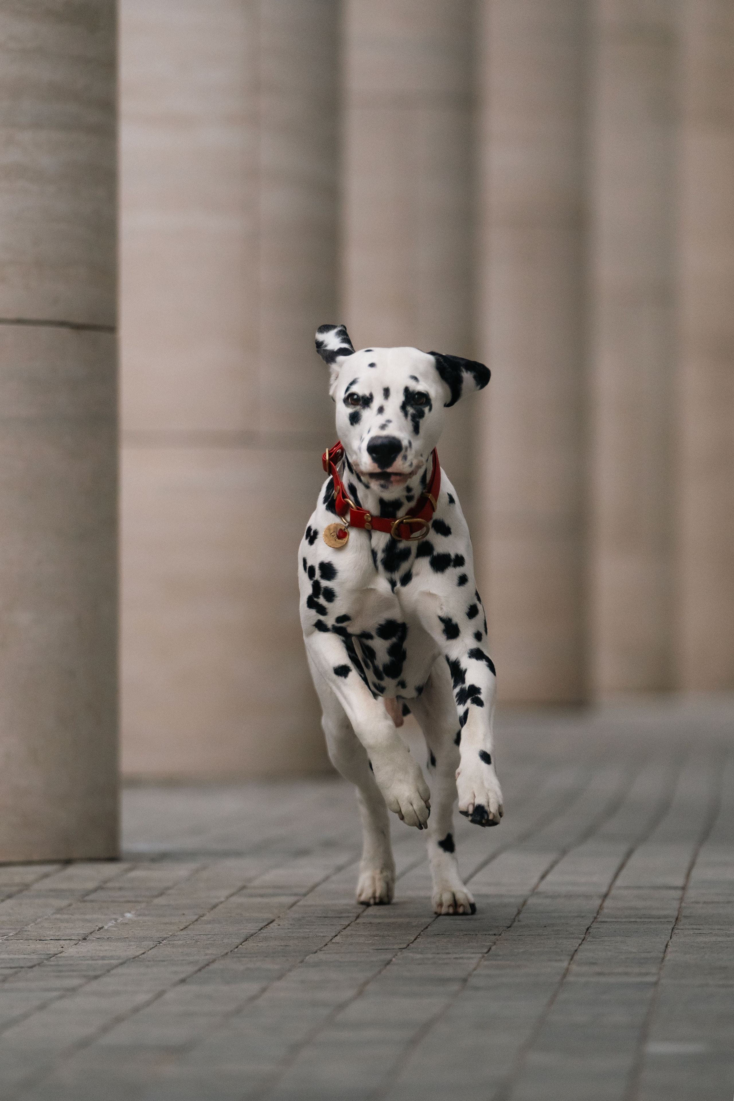 1 Далматин. Фотограф анималист