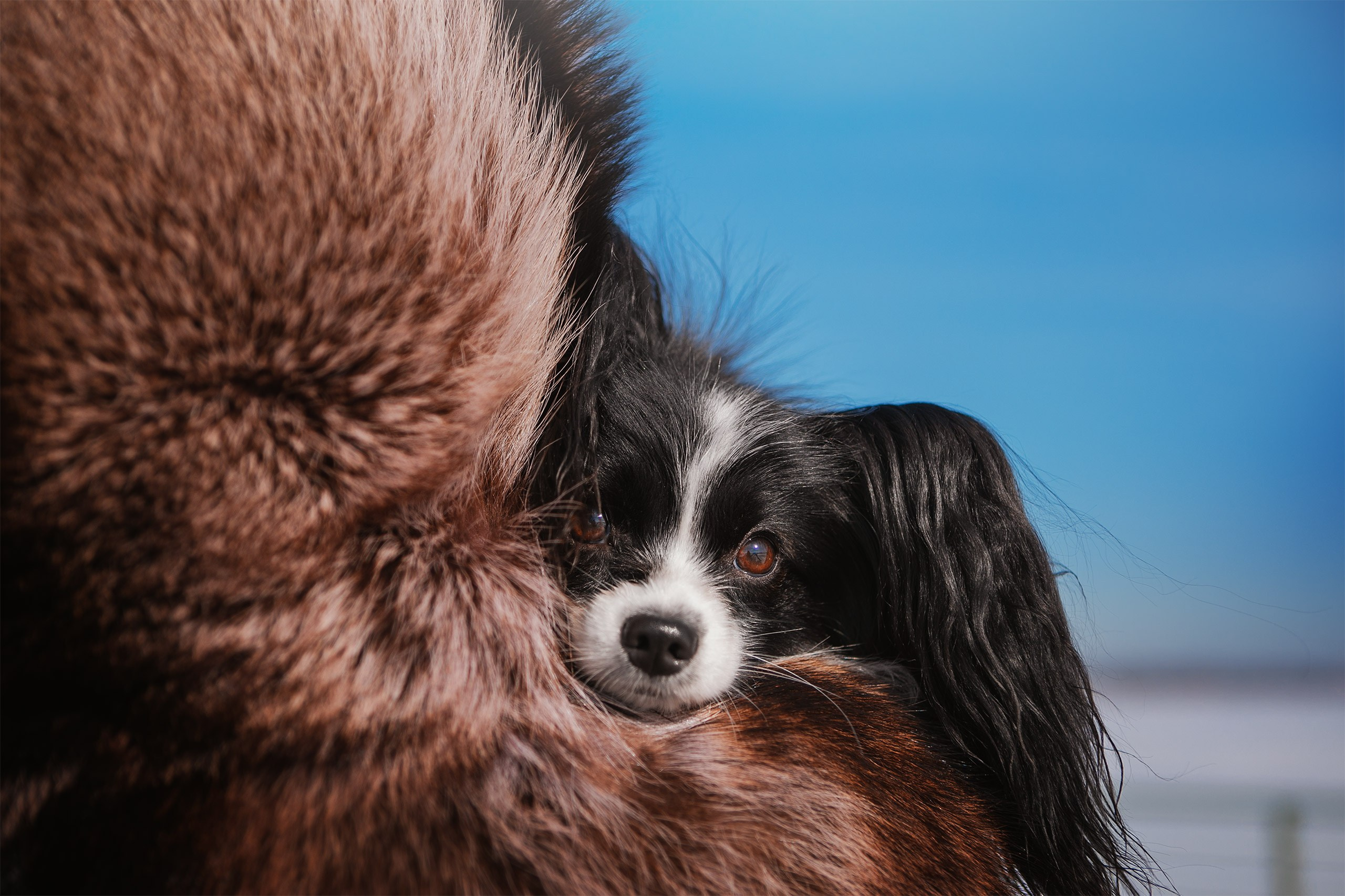 Папийон Тони. Фотограф анималист Кузнецова Анна Нижний Новгород