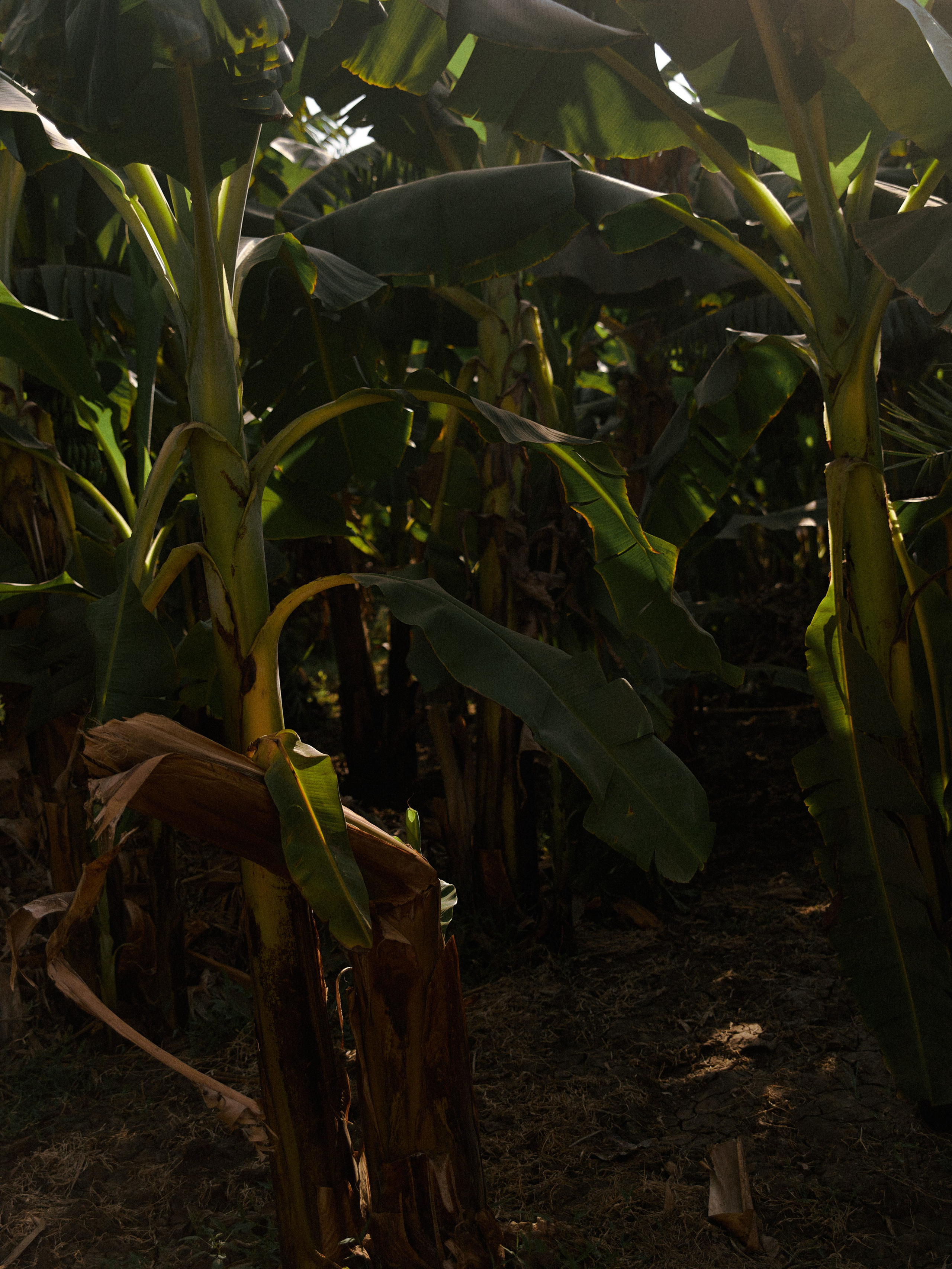 Диптих. Jorgis — фотограф в Хургаде / обучение фотографии