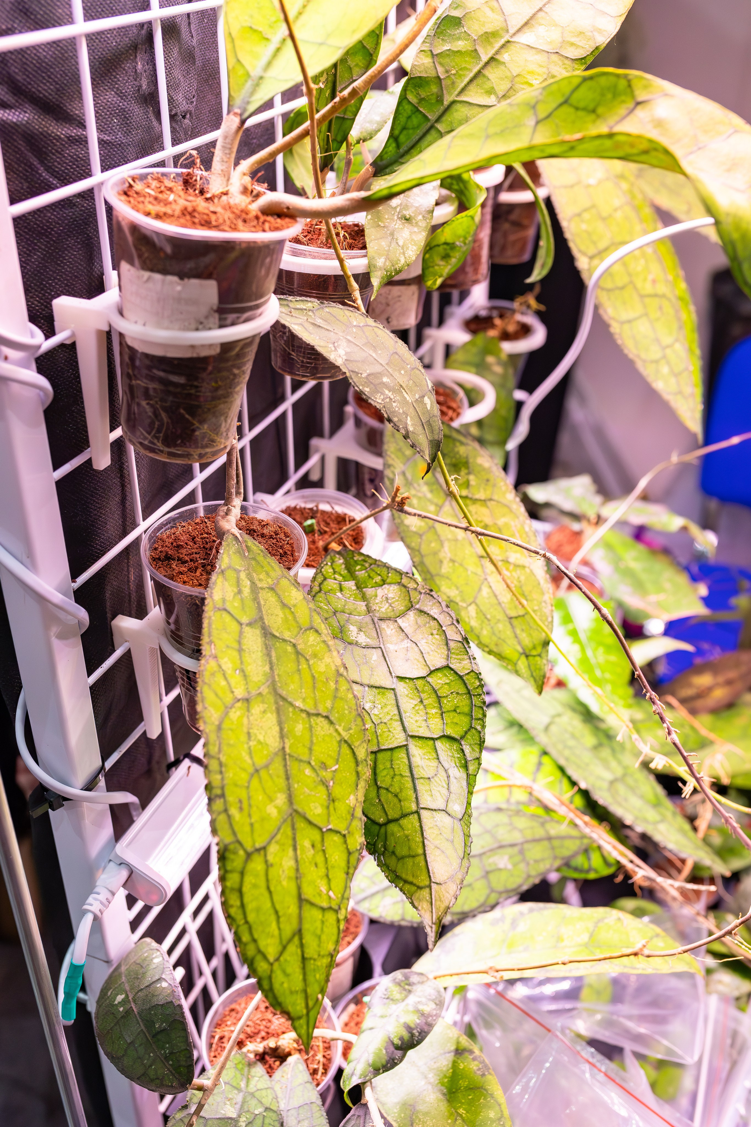 Орхидиум сентябрь 2025. Александра Куликова фотограф, Москва