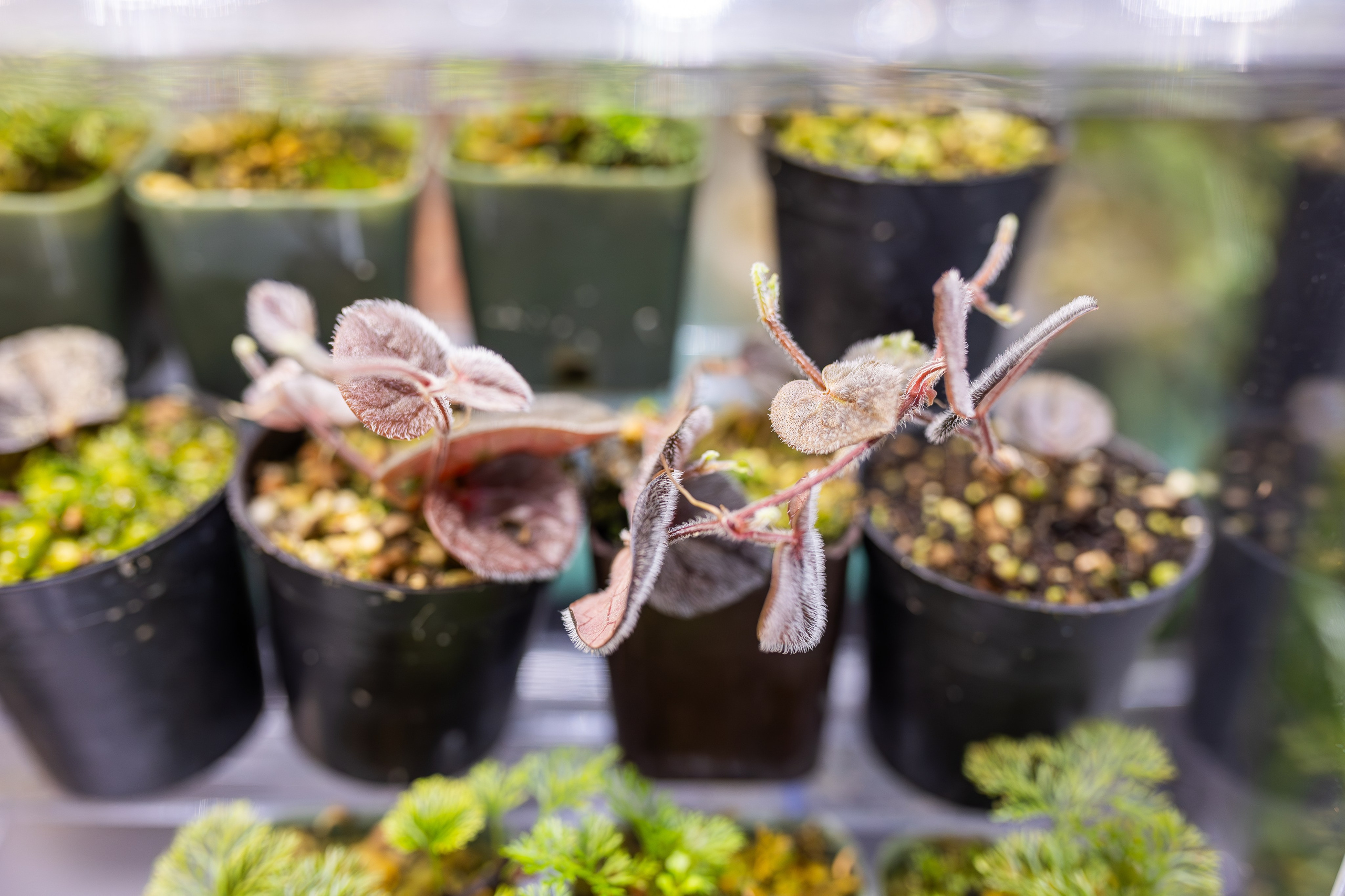 Монстериум апрель 2026. Александра Куликова фотограф, Москва