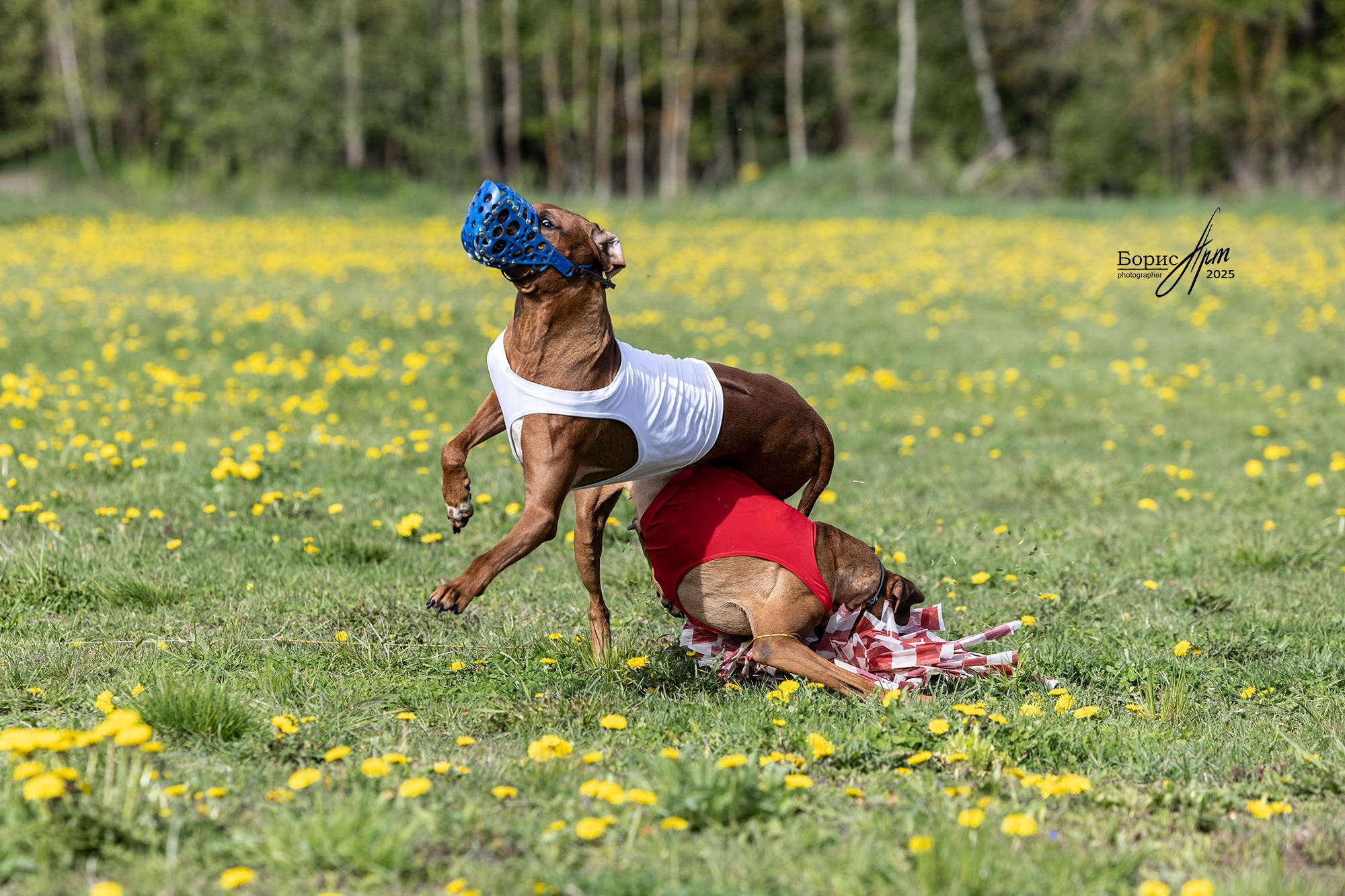 КУРСИНГ. Борис Артамонов фотограф — анималист. Москва