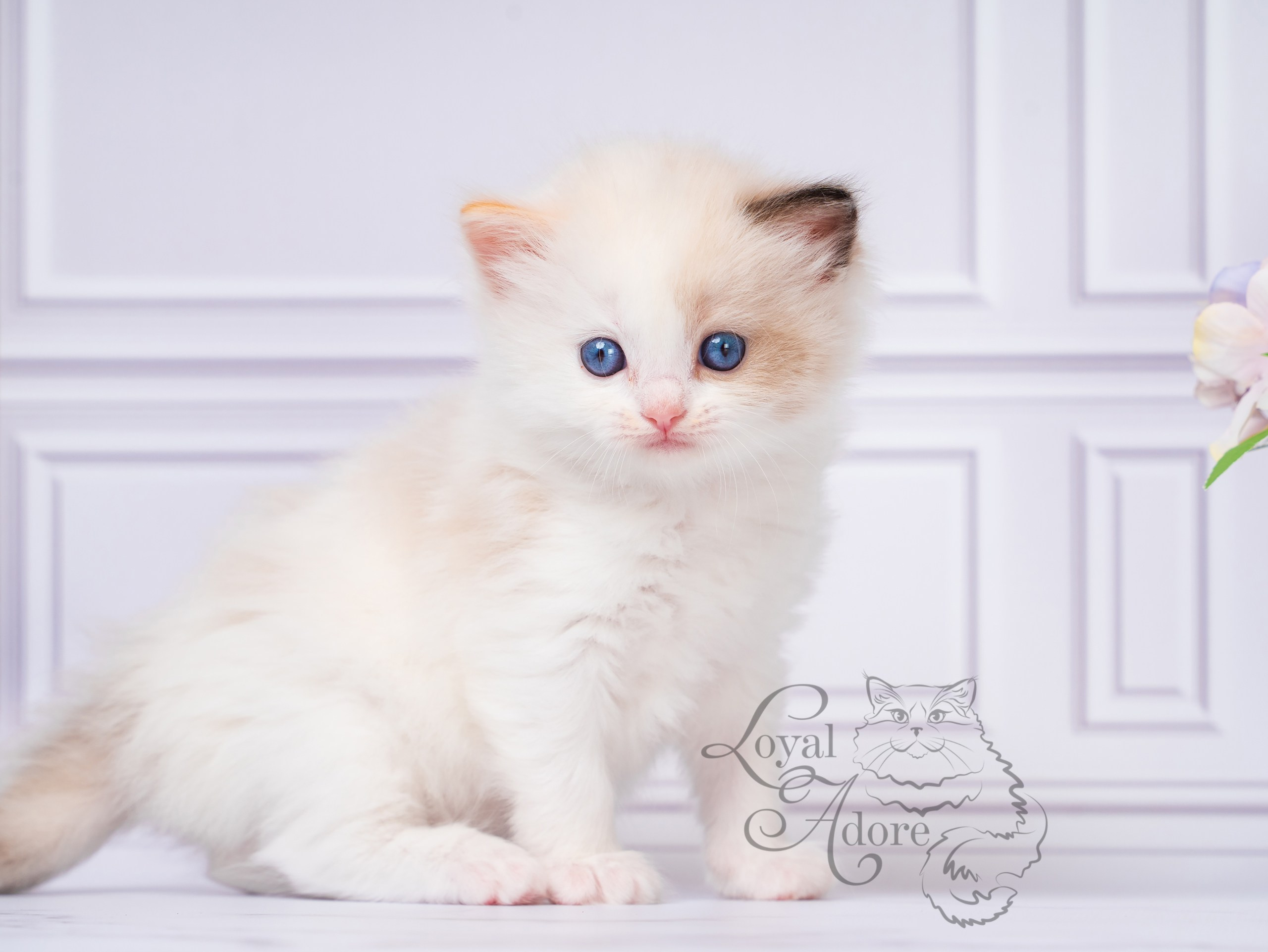 Котята рэгдолл от Loyal Adore. Питомник рэгдолл Loyal Adore