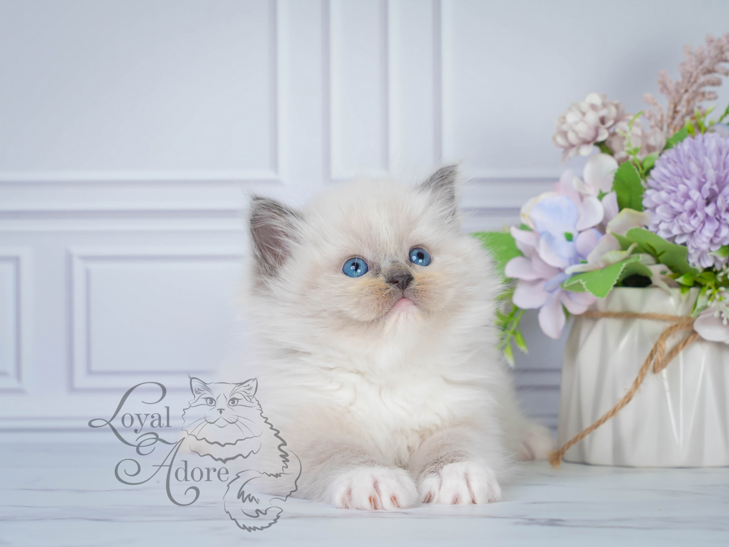 Котята рэгдолл от Loyal Adore. Питомник рэгдолл Loyal Adore