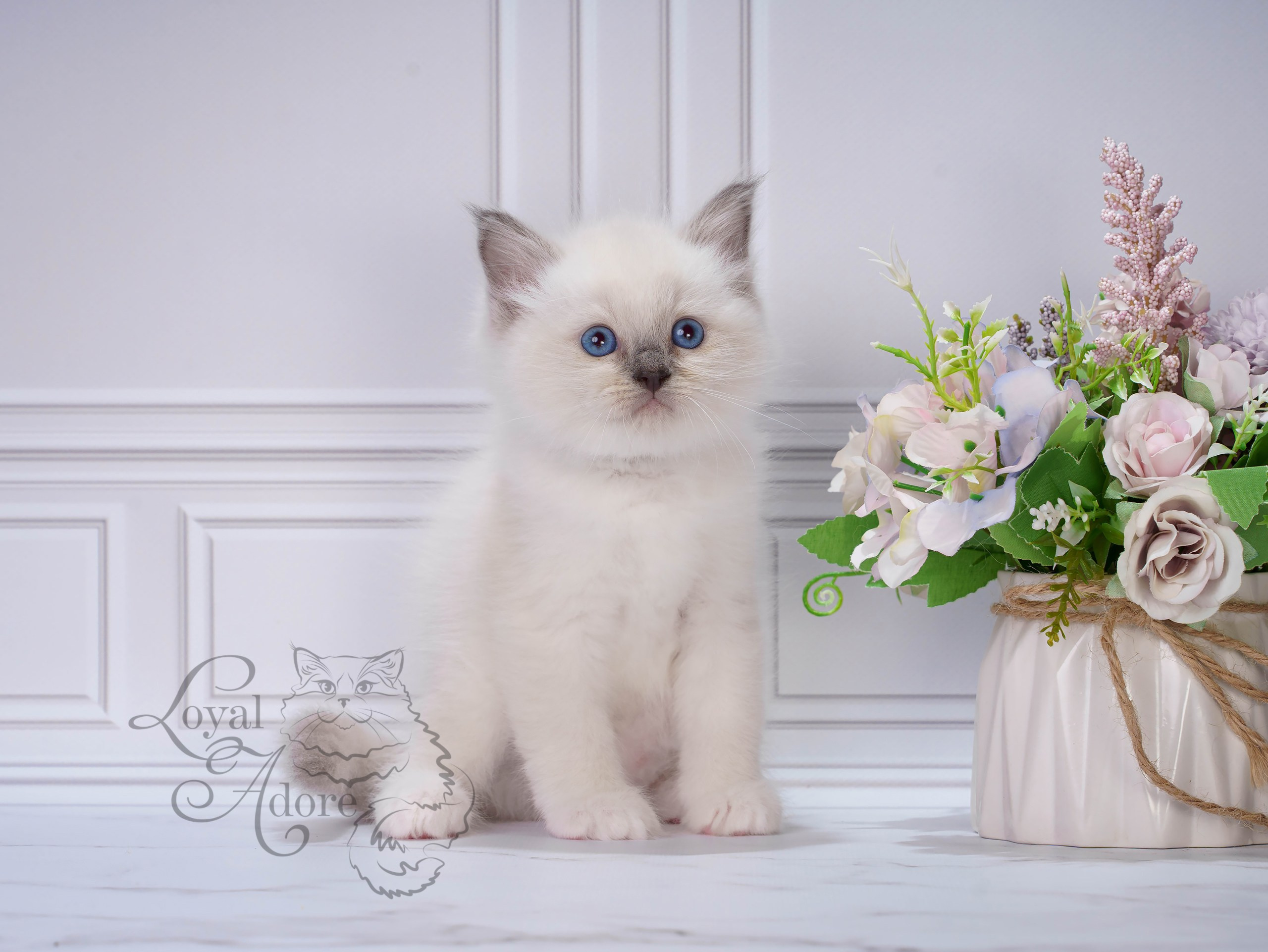 Котята рэгдолл от Loyal Adore. Питомник рэгдолл Loyal Adore