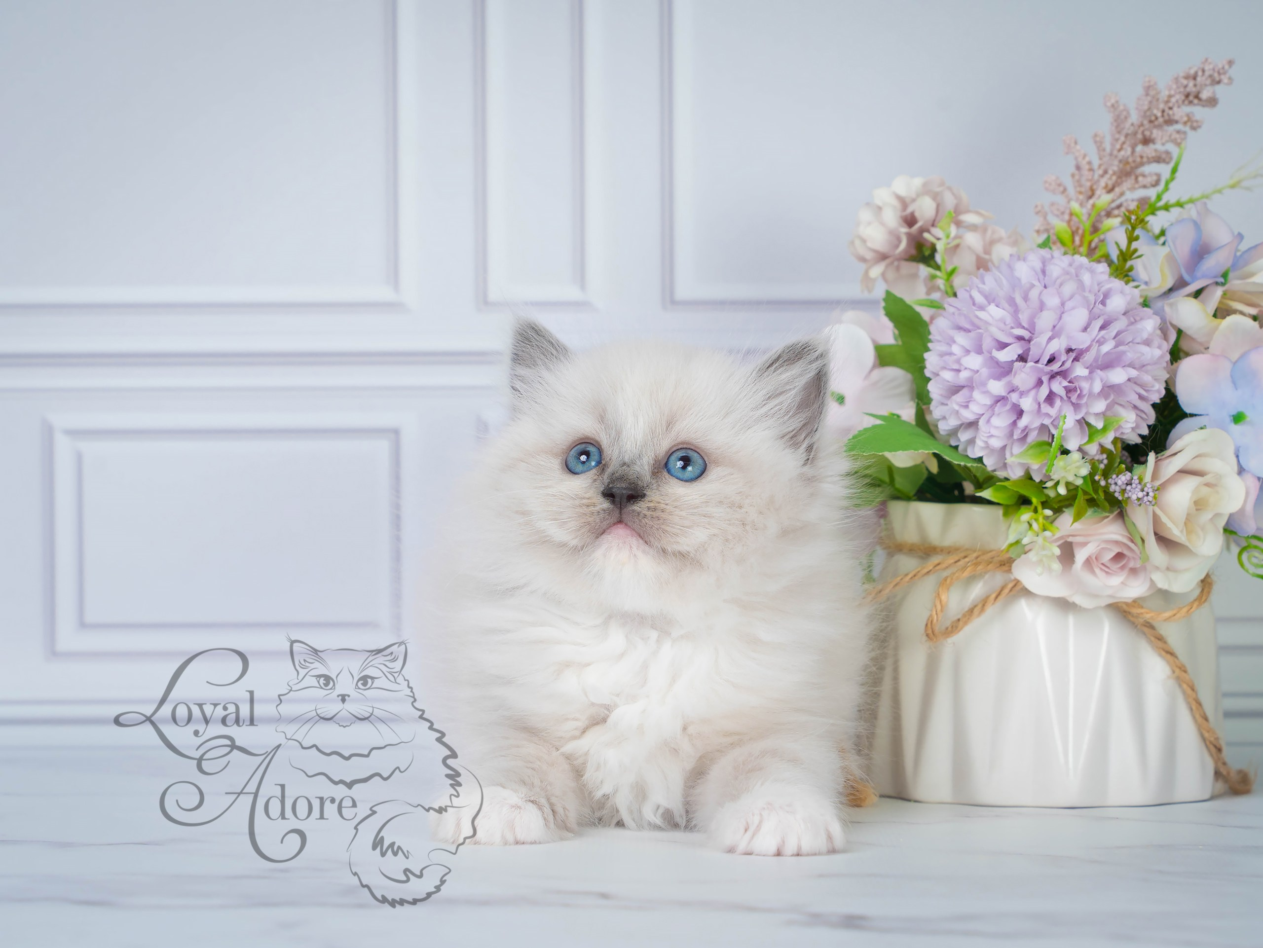Котята рэгдолл от Loyal Adore. Питомник рэгдолл Loyal Adore